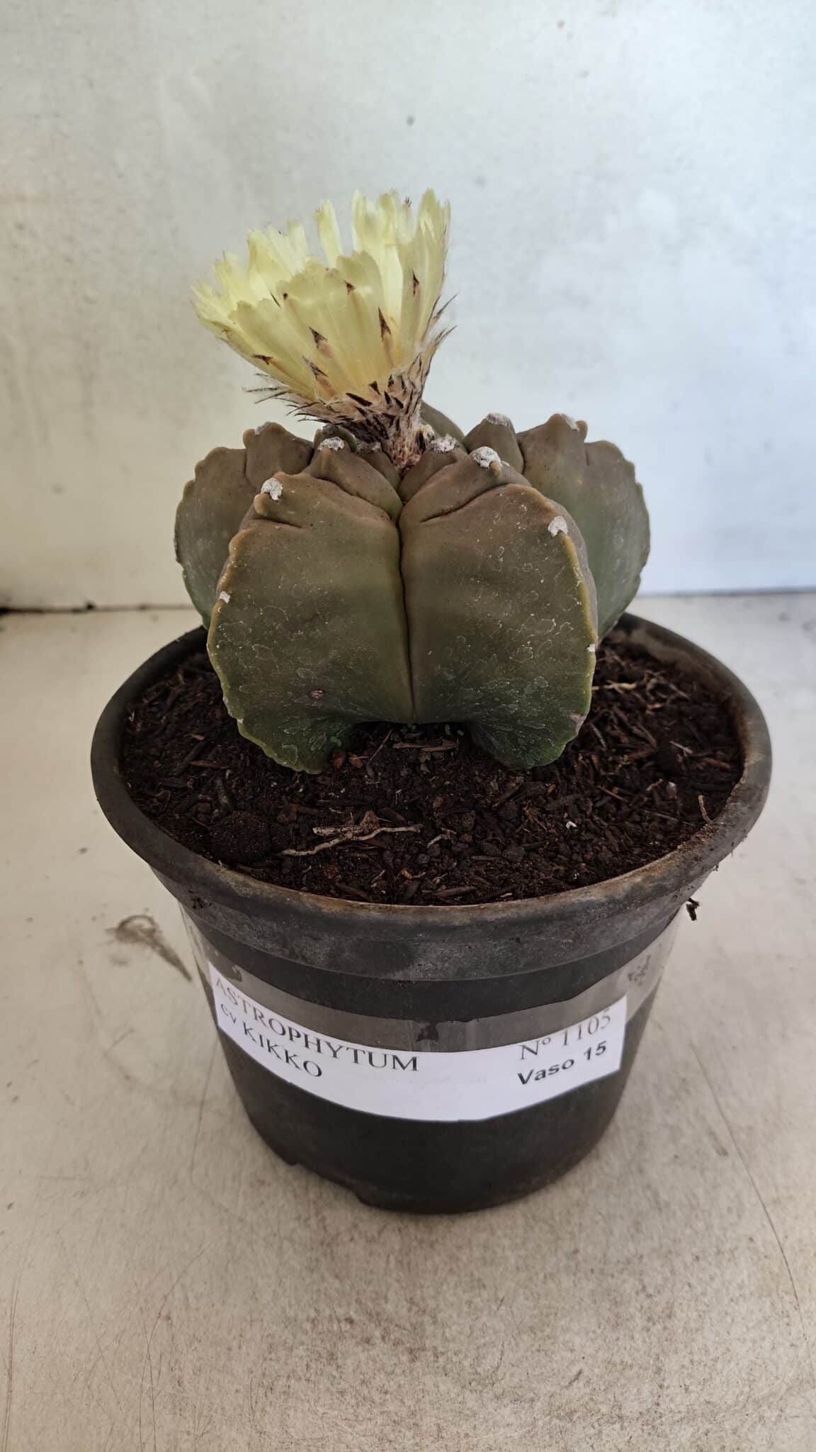 MATRIZ ASTROPHYTUM cv KIKKO Nº 1105 – vaso 15 - foto 2
