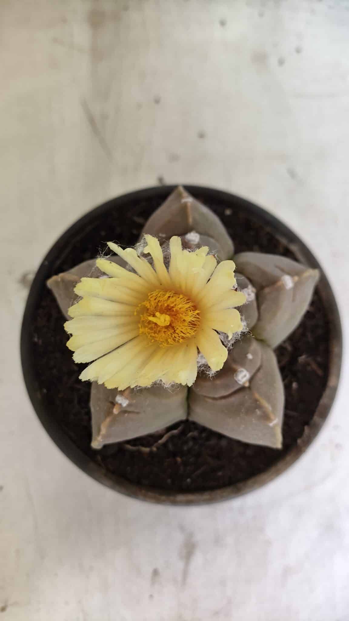 MATRIZ ASTROPHYTUM cv KIKKO Nº 1105 – vaso 15 - foto 5