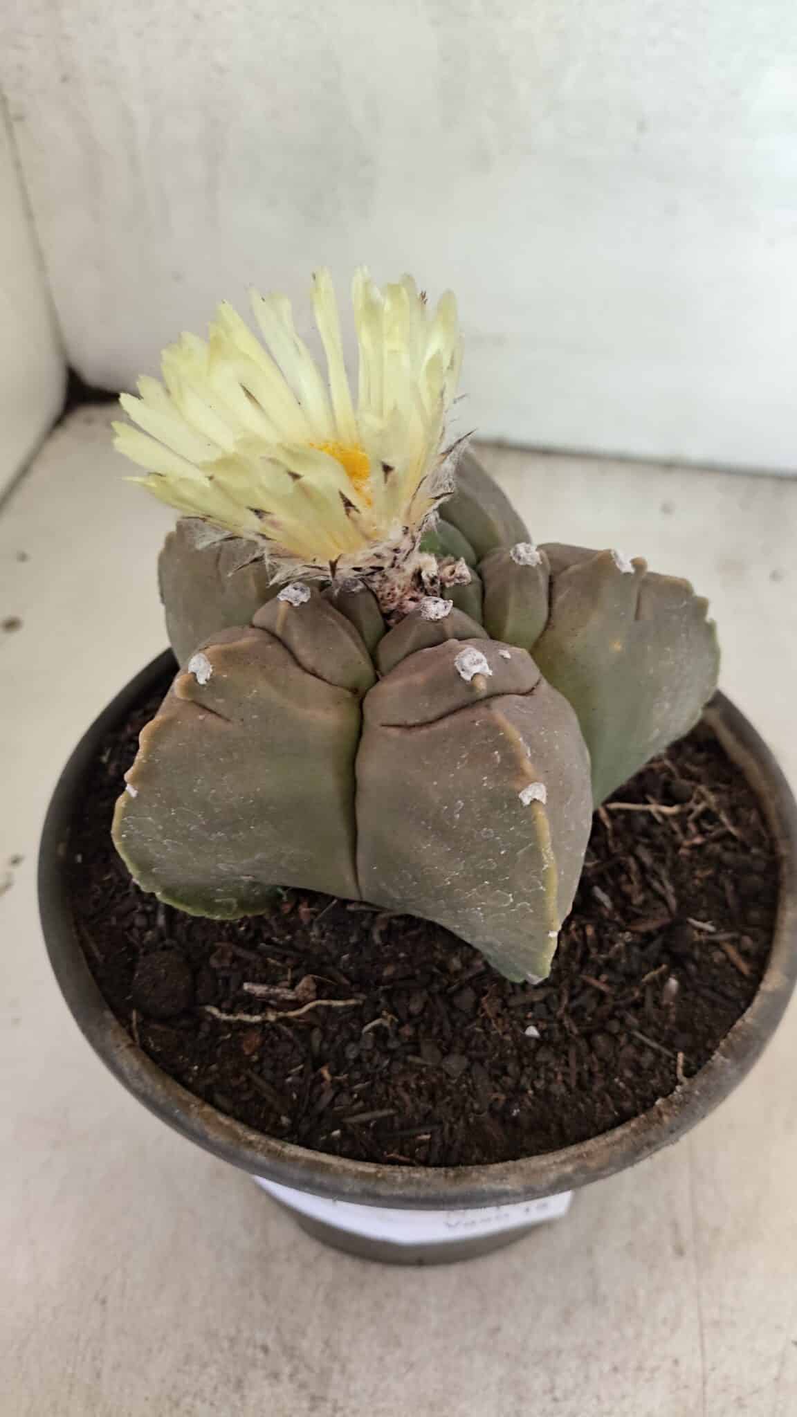 MATRIZ ASTROPHYTUM cv KIKKO Nº 1105 – vaso 15 - foto 8