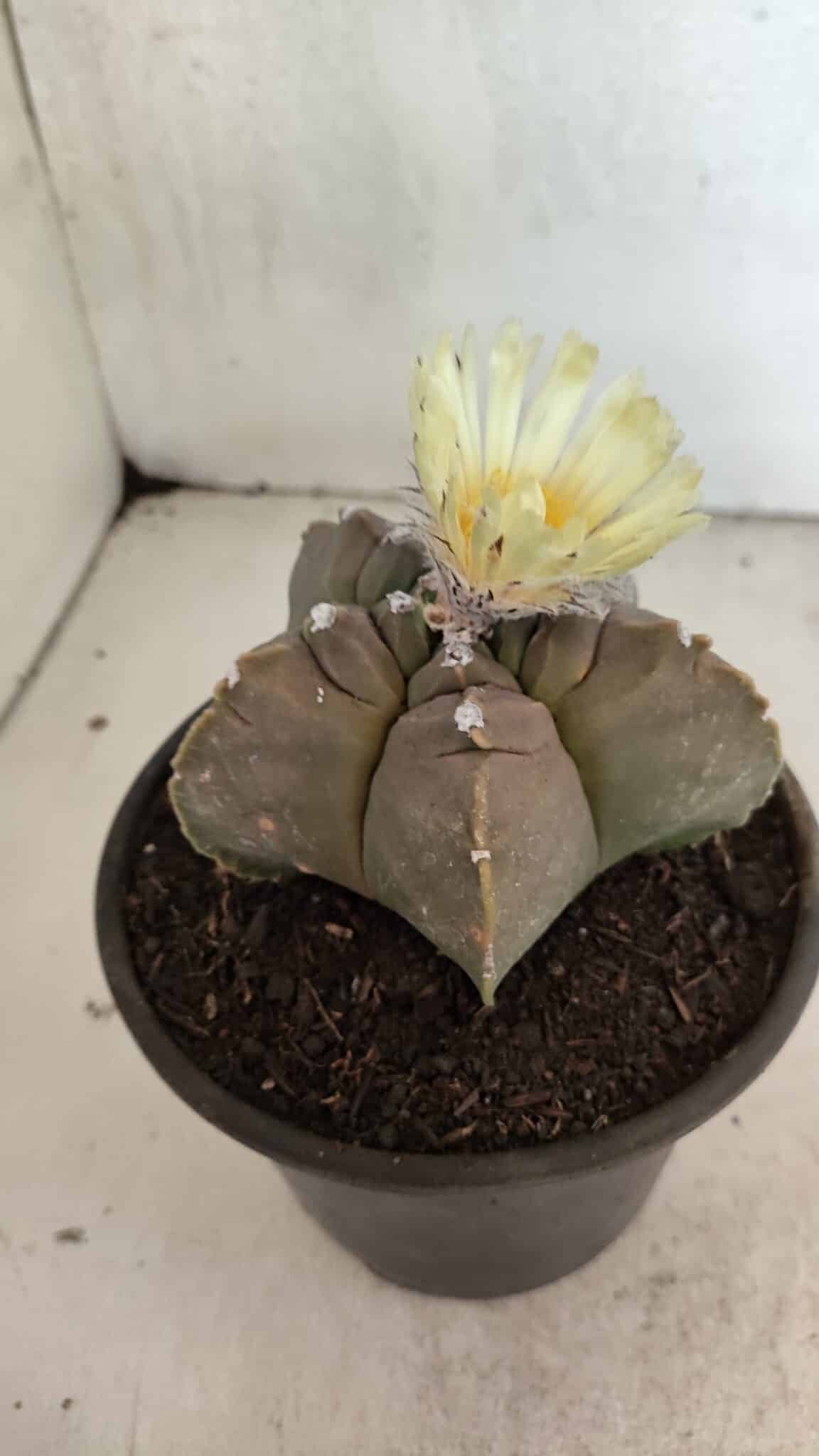 MATRIZ ASTROPHYTUM cv KIKKO Nº 1105 – vaso 15 - foto 7