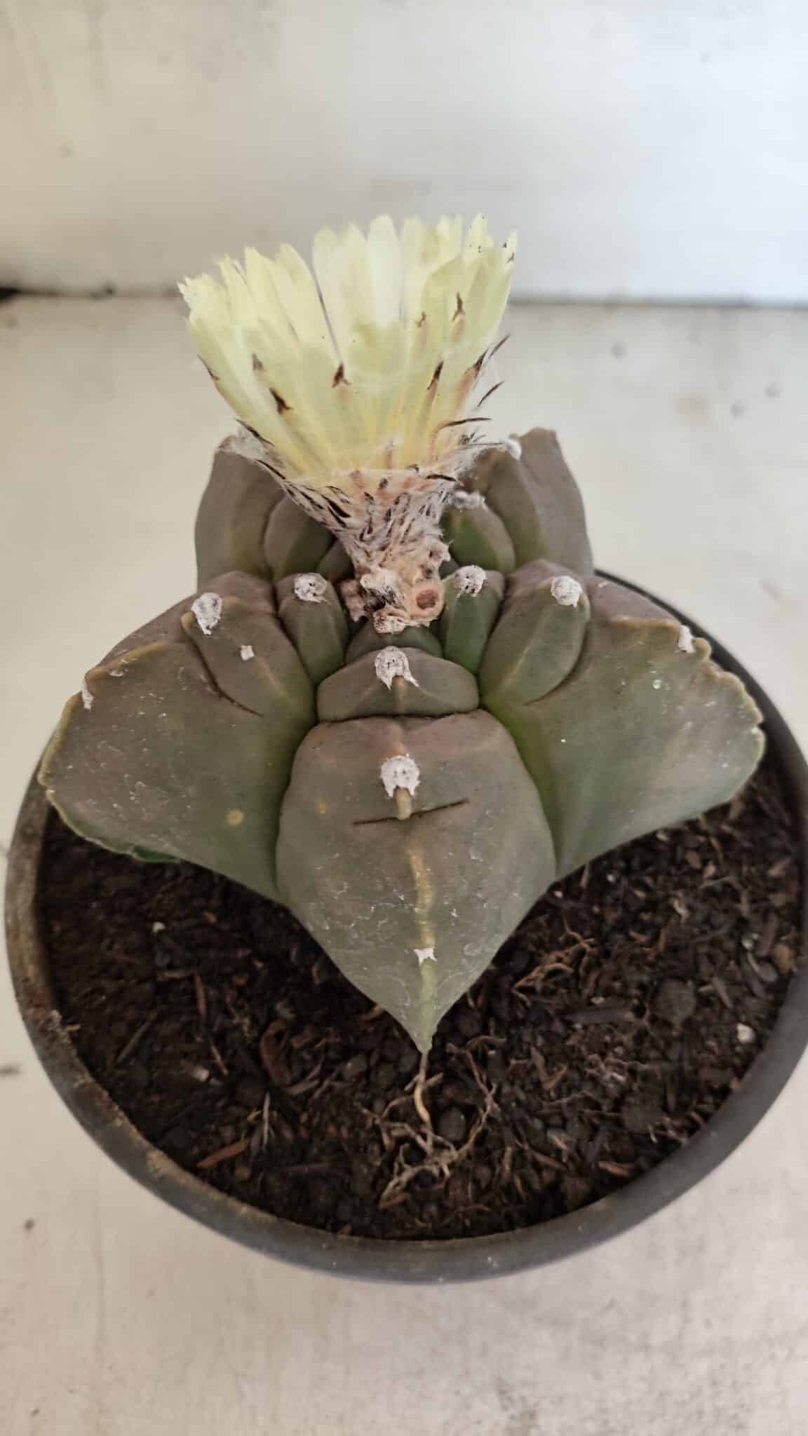 MATRIZ ASTROPHYTUM cv KIKKO Nº 1105 – vaso 15 - foto 6
