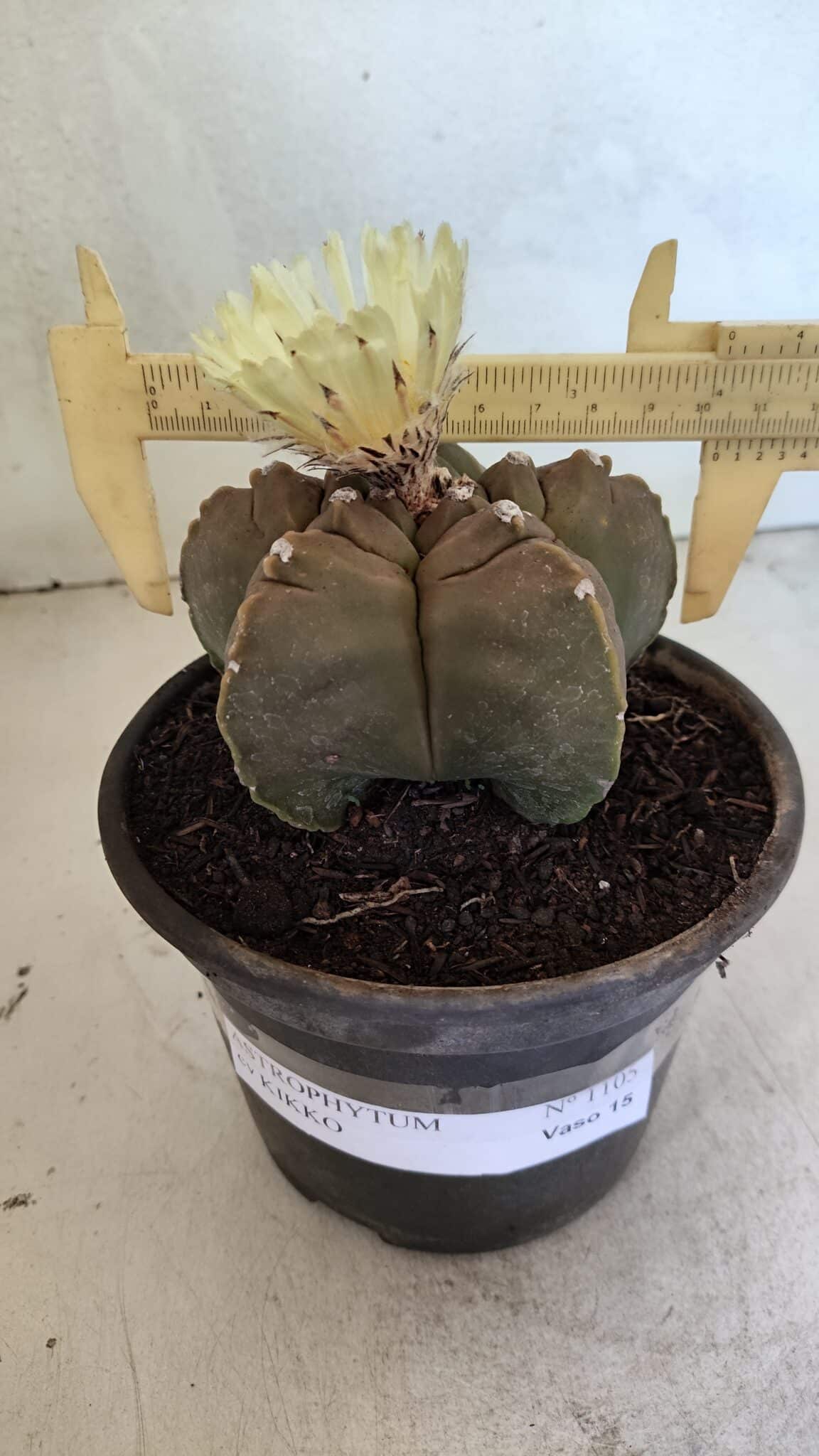 MATRIZ ASTROPHYTUM cv KIKKO Nº 1105 – vaso 15 - foto 4
