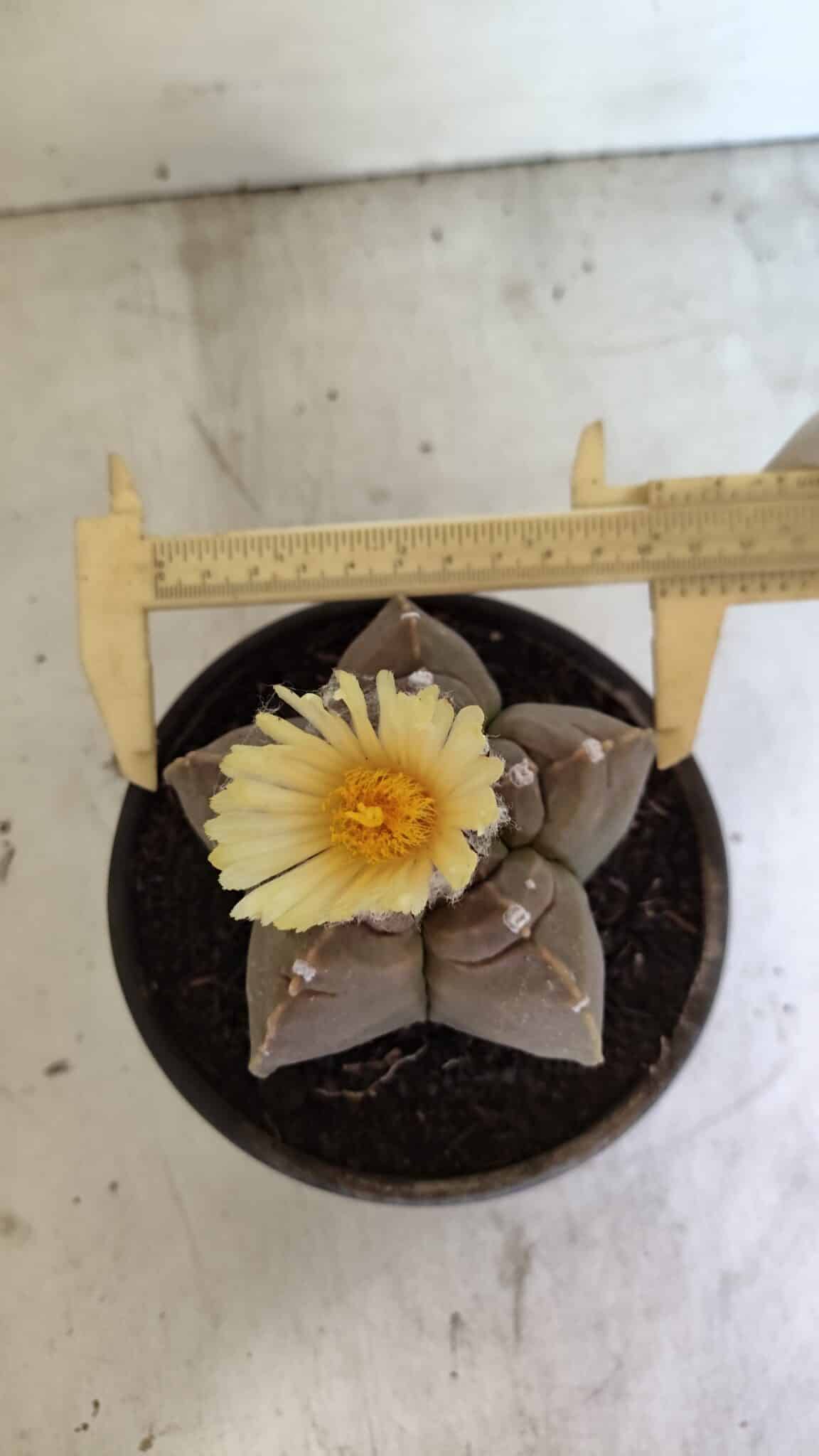 MATRIZ ASTROPHYTUM cv KIKKO Nº 1105 – vaso 15 - foto 3