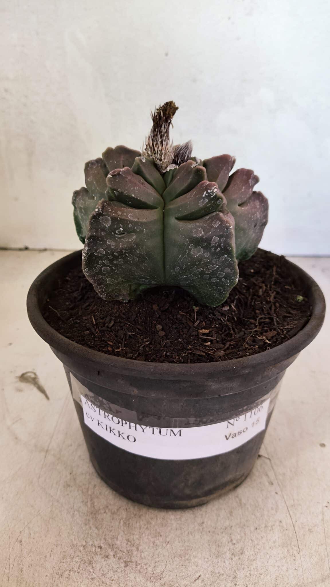 MATRIZ ASTROPHYTUM cv KIKKO Nº 1106 – vaso 15 - foto 2