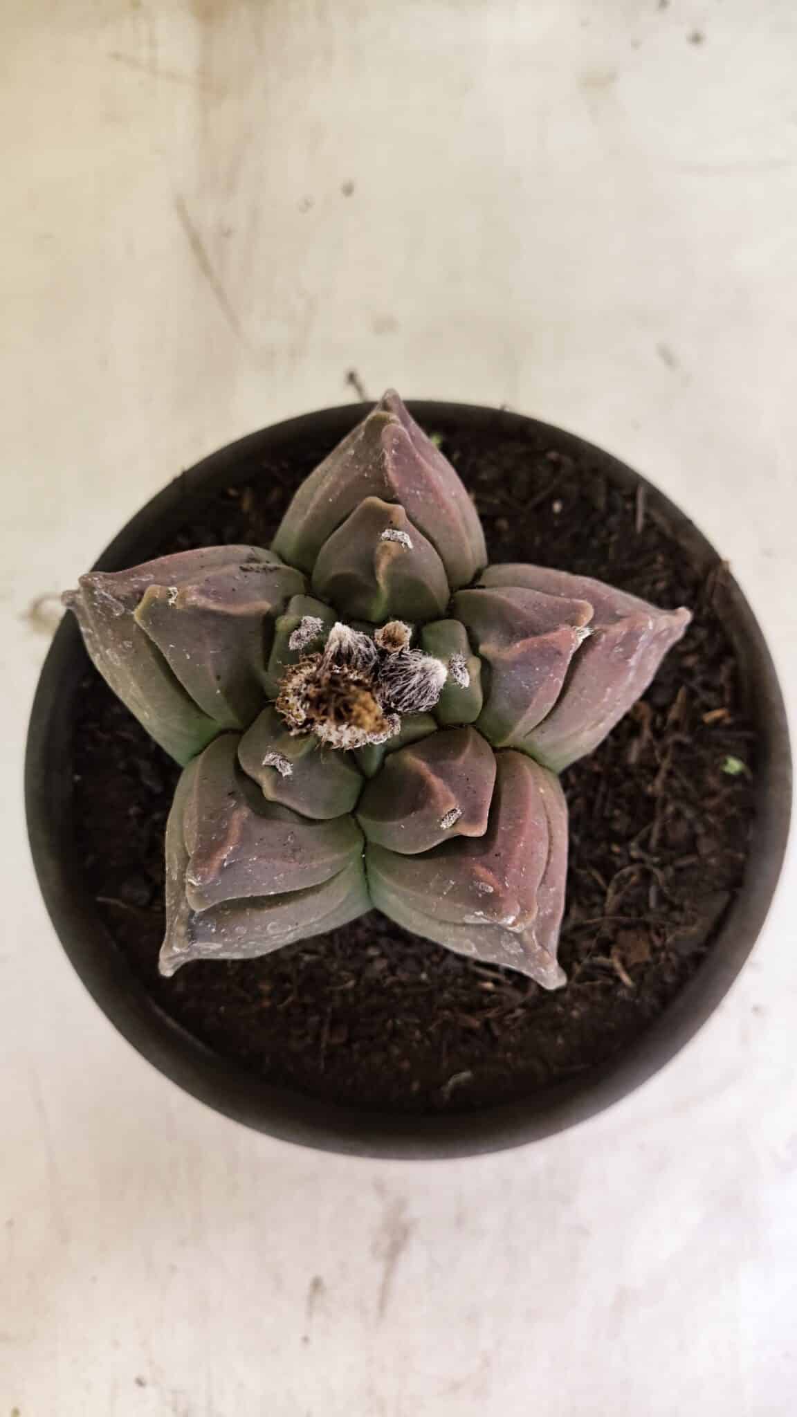 MATRIZ ASTROPHYTUM cv KIKKO Nº 1106 – vaso 15 - foto 3