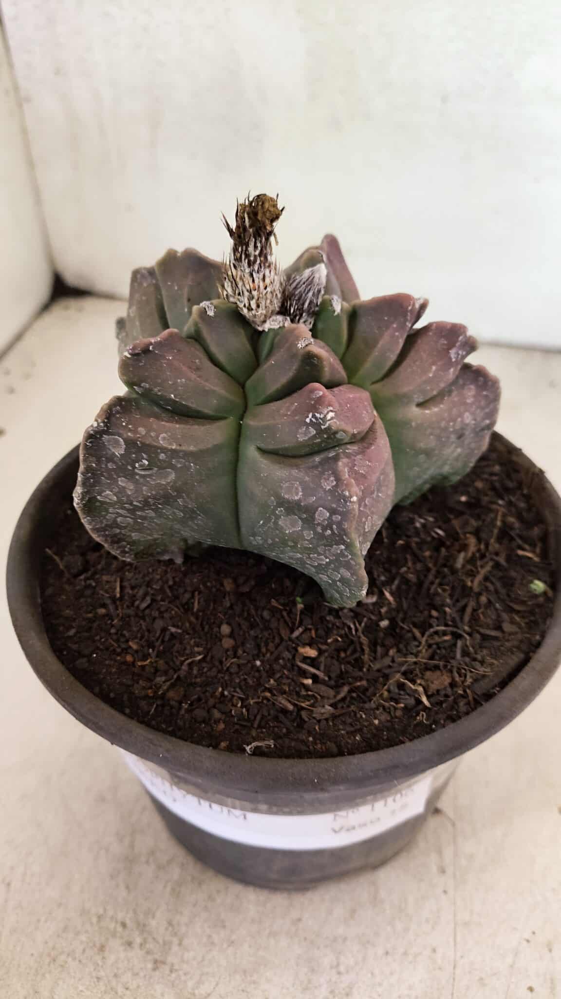 MATRIZ ASTROPHYTUM cv KIKKO Nº 1106 – vaso 15 - foto 9
