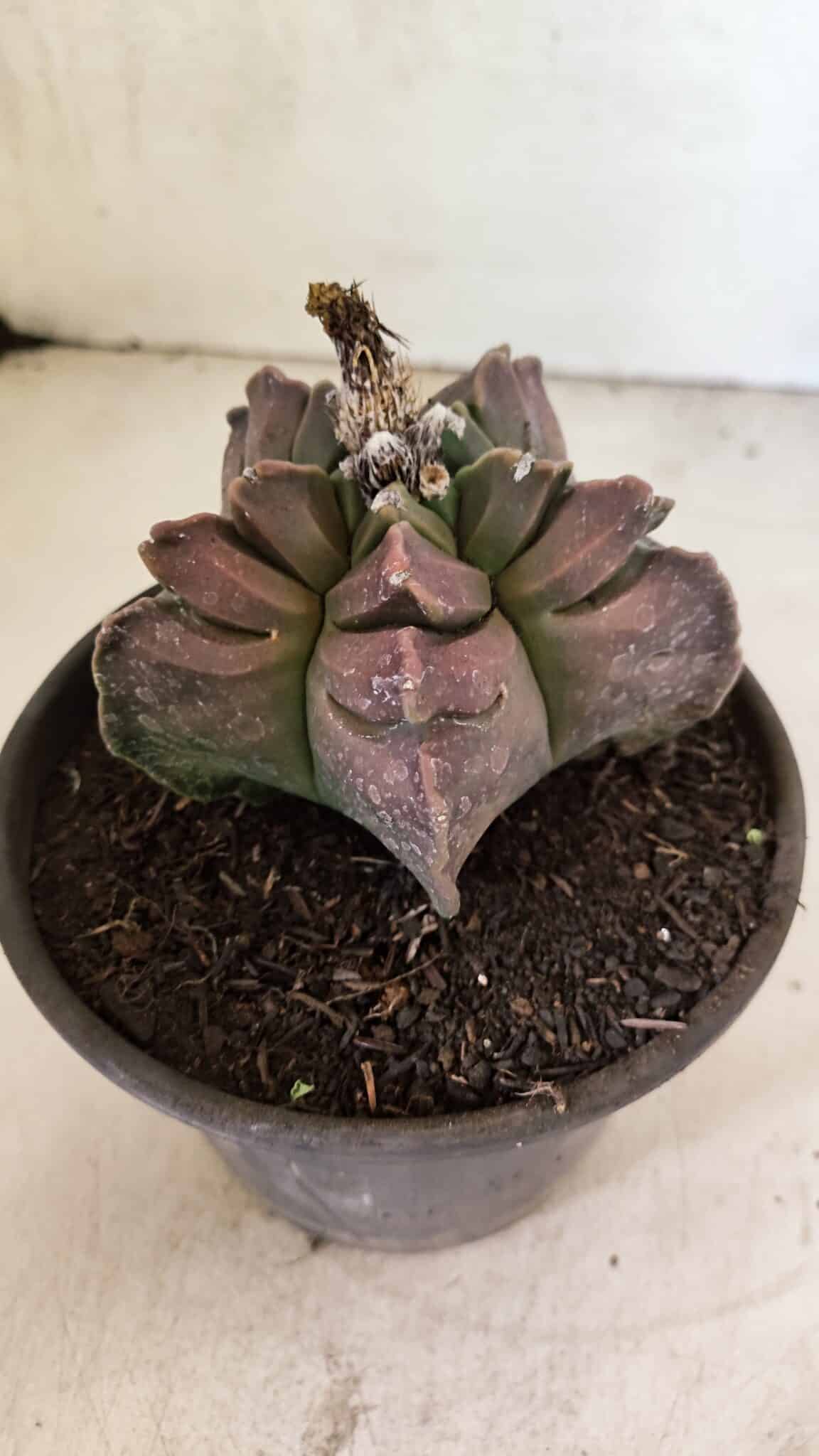 MATRIZ ASTROPHYTUM cv KIKKO Nº 1106 – vaso 15 - foto 8