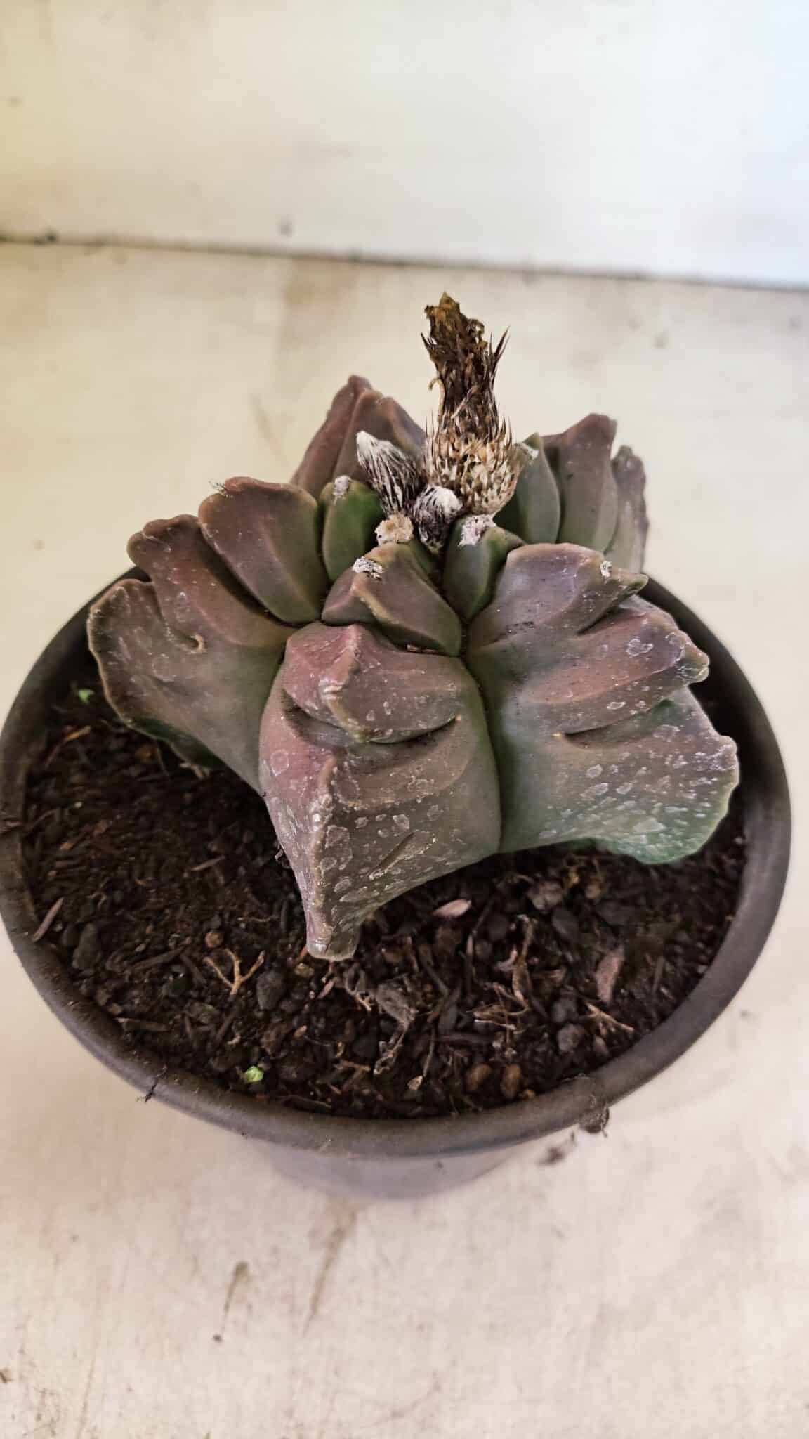 MATRIZ ASTROPHYTUM cv KIKKO Nº 1106 – vaso 15 - foto 7