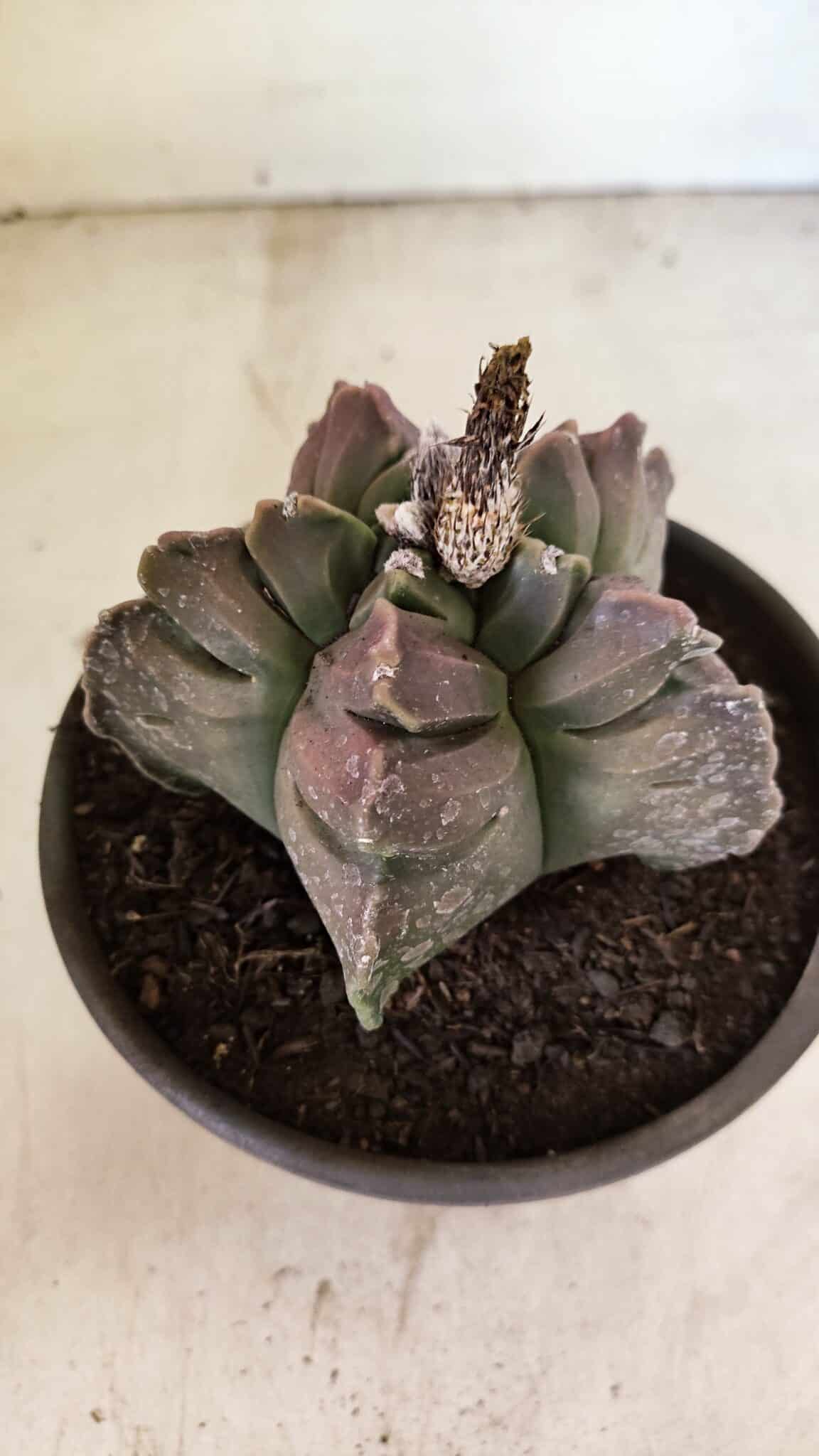 MATRIZ ASTROPHYTUM cv KIKKO Nº 1106 – vaso 15 - foto 6