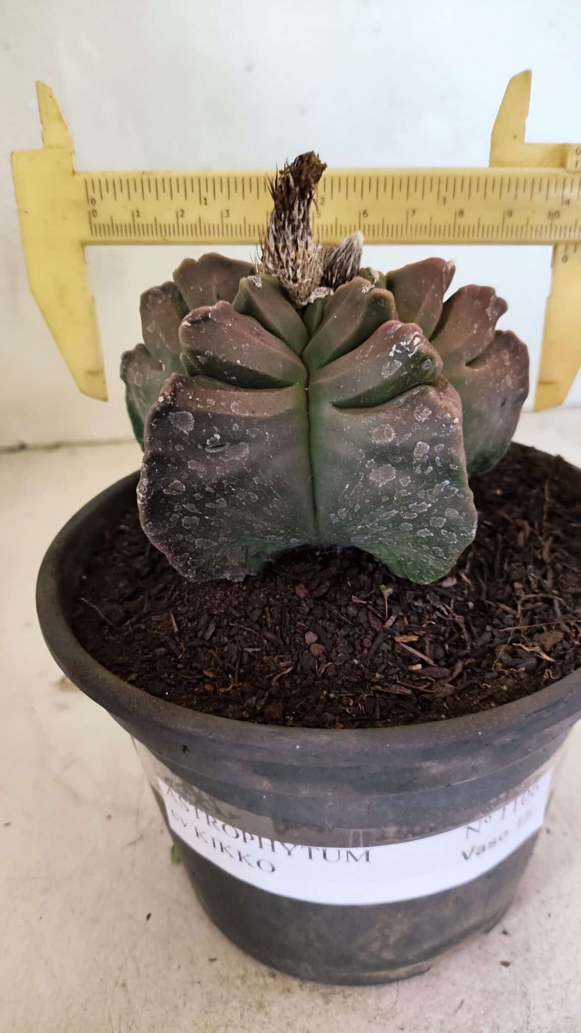 MATRIZ ASTROPHYTUM cv KIKKO Nº 1106 – vaso 15 - foto 4