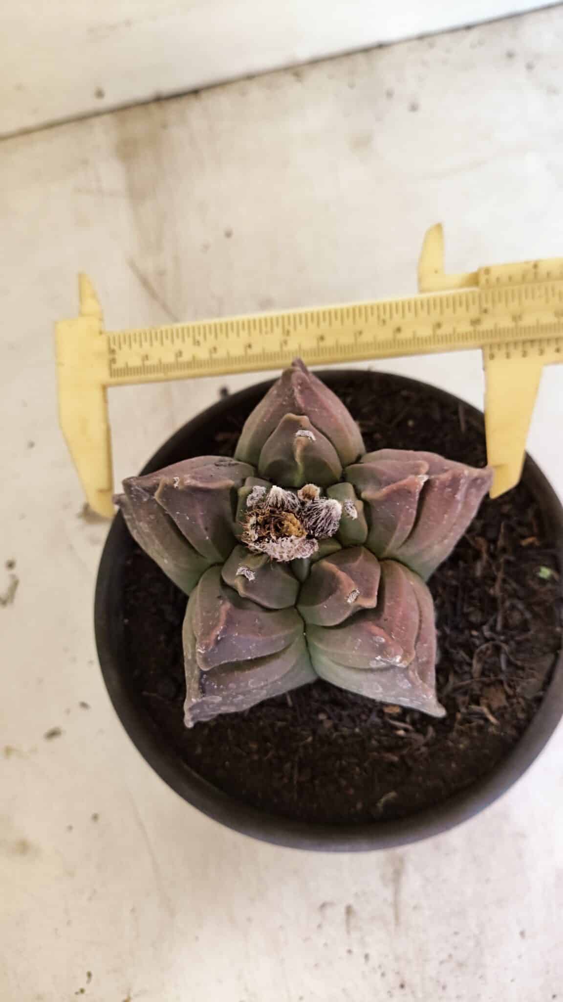 MATRIZ ASTROPHYTUM cv KIKKO Nº 1106 – vaso 15 - foto 5