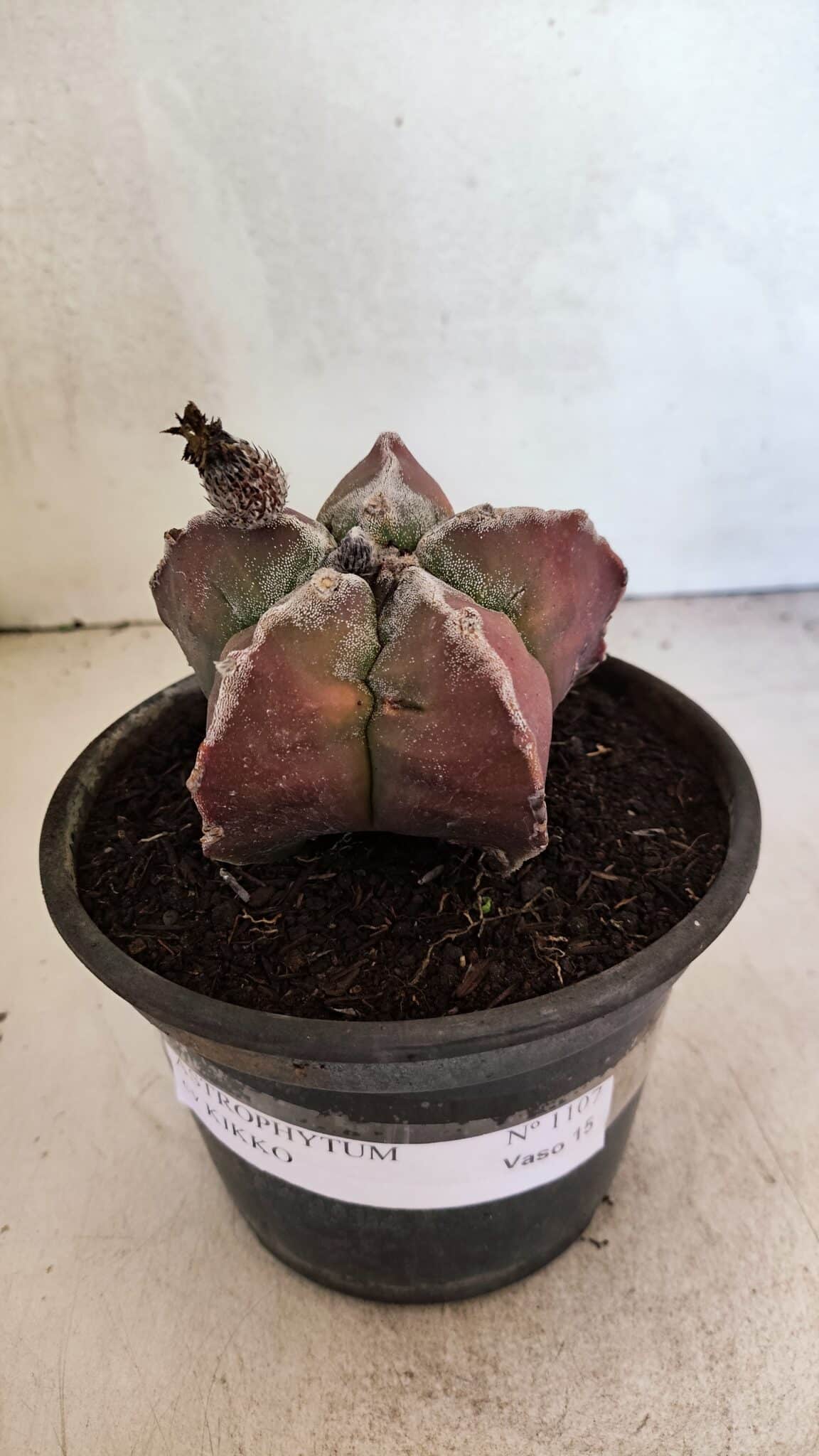 MATRIZ ASTROPHYTUM cv KIKKO Nº 1107 – vaso 15 - foto 2