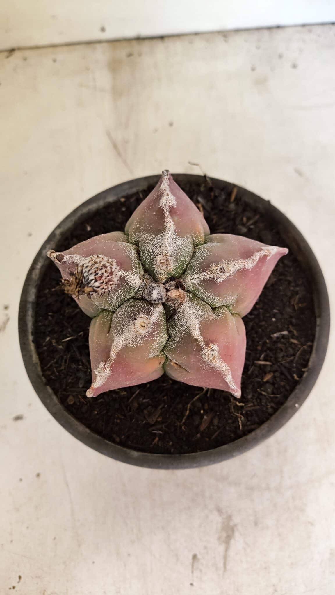 MATRIZ ASTROPHYTUM cv KIKKO Nº 1107 – vaso 15 - foto 3