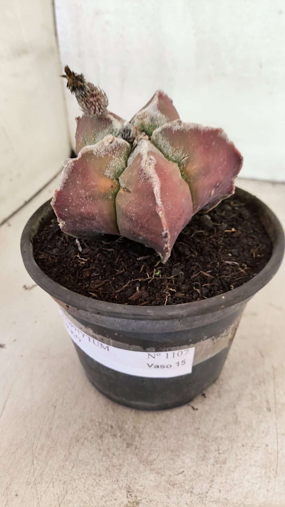 MATRIZ ASTROPHYTUM cv KIKKO Nº 1107 – vaso 15 - foto 8