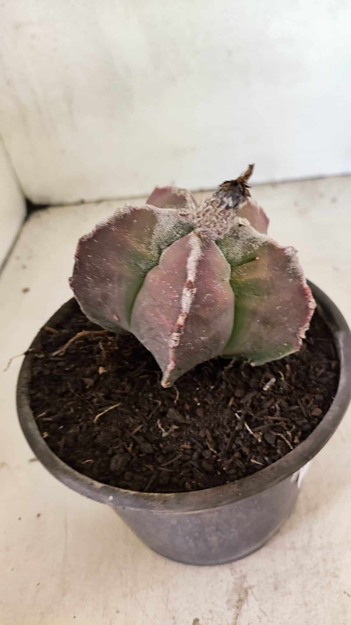 MATRIZ ASTROPHYTUM cv KIKKO Nº 1107 – vaso 15 - foto 7