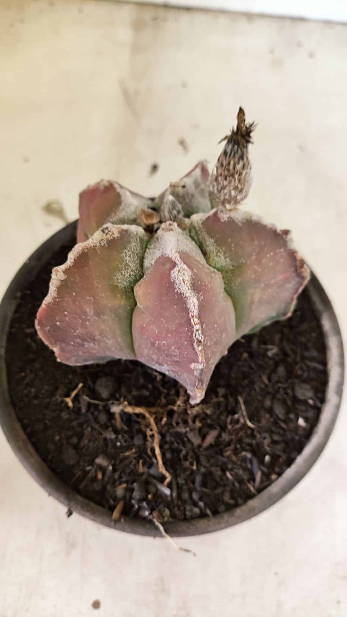 MATRIZ ASTROPHYTUM cv KIKKO Nº 1107 – vaso 15 - foto 6