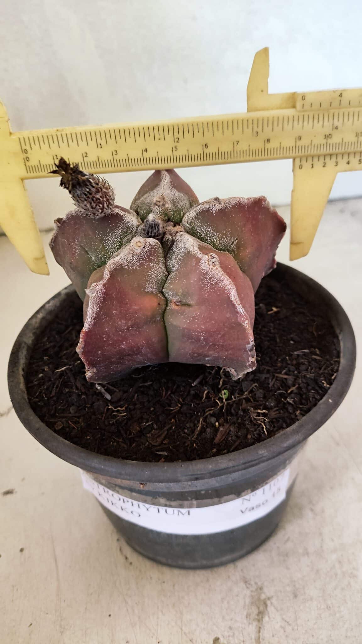 MATRIZ ASTROPHYTUM cv KIKKO Nº 1107 – vaso 15 - foto 4