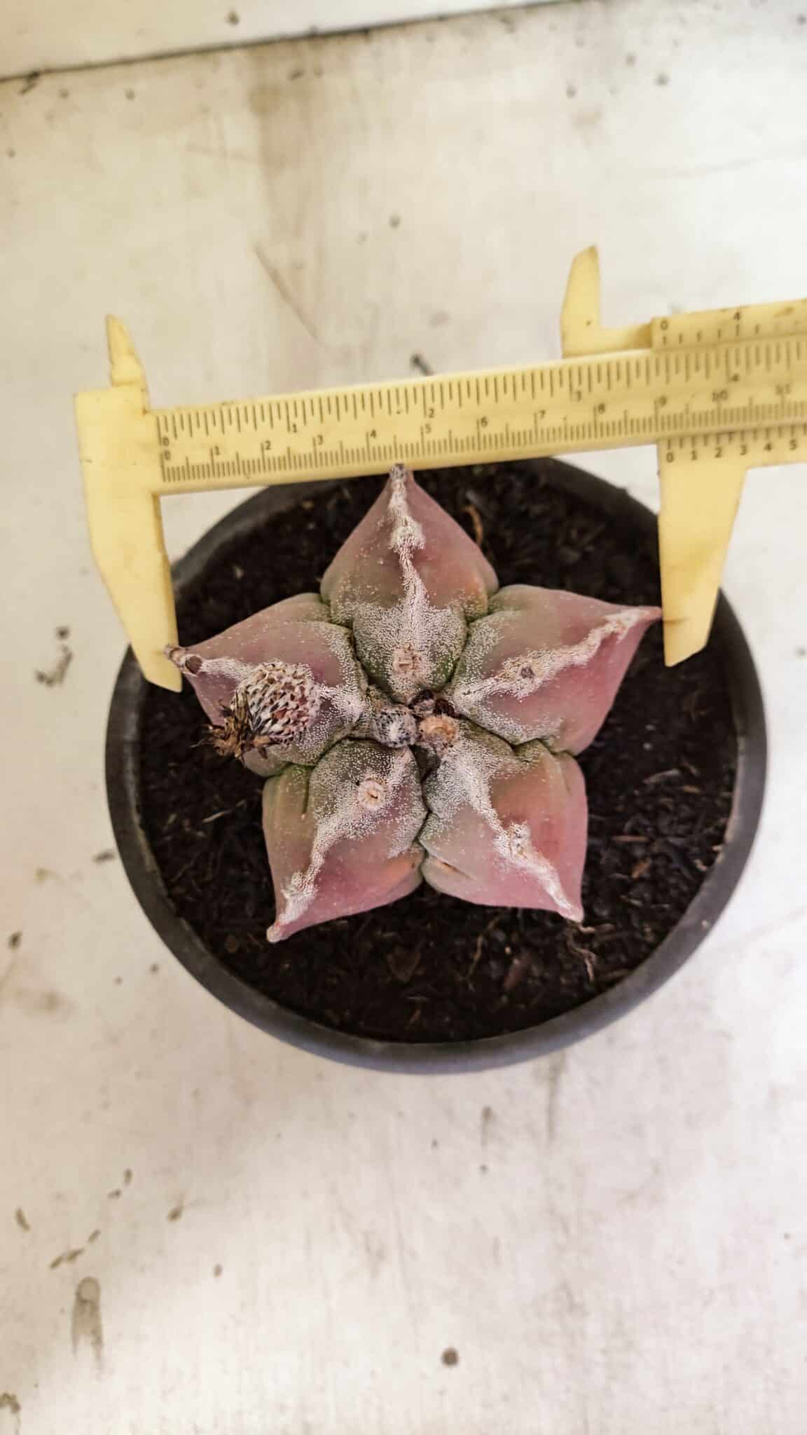 MATRIZ ASTROPHYTUM cv KIKKO Nº 1107 – vaso 15 - foto 5