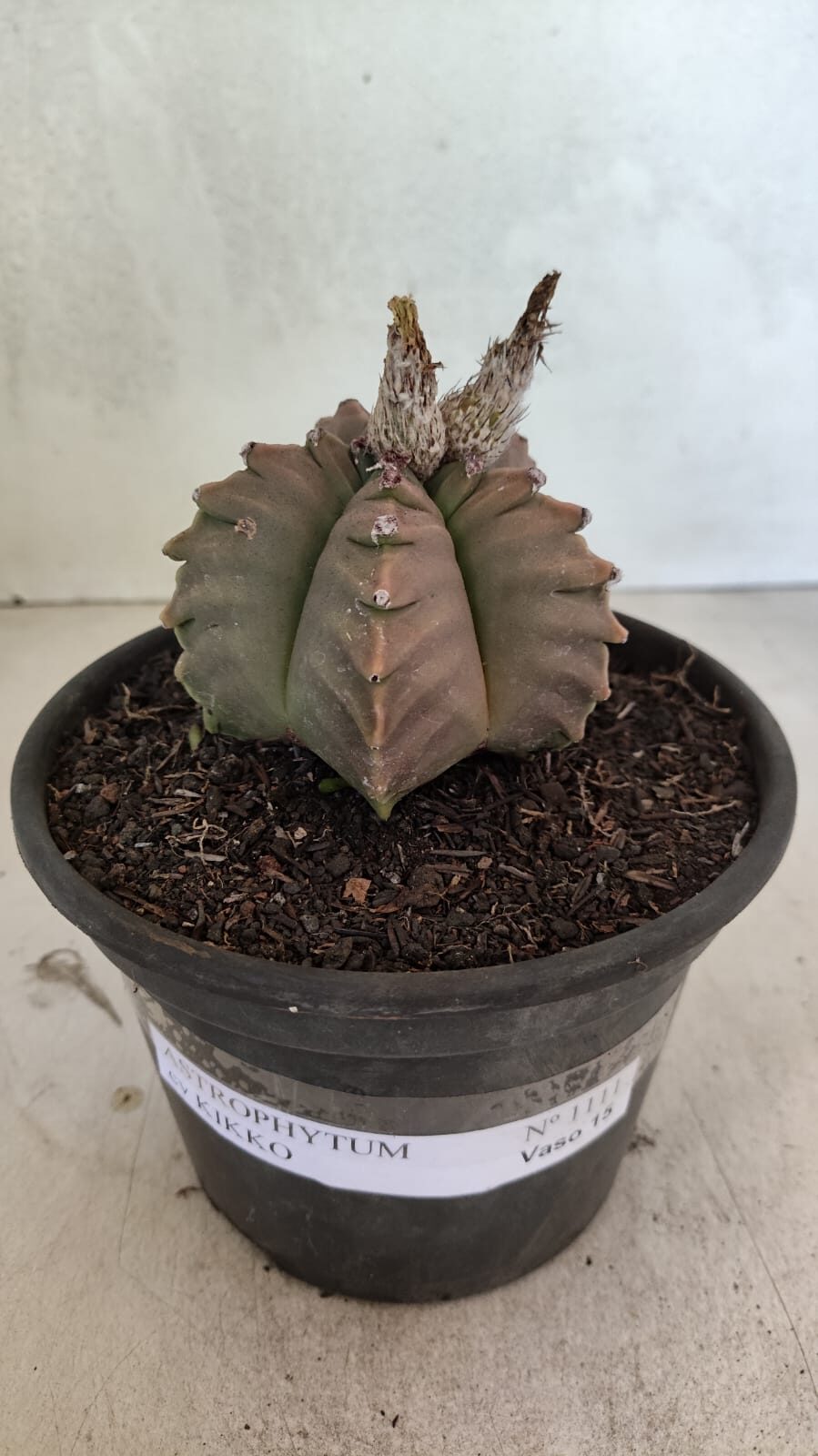 MATRIZ ASTROPHYTUM cv KIKKO Nº 1111 – vaso 15 - foto 2