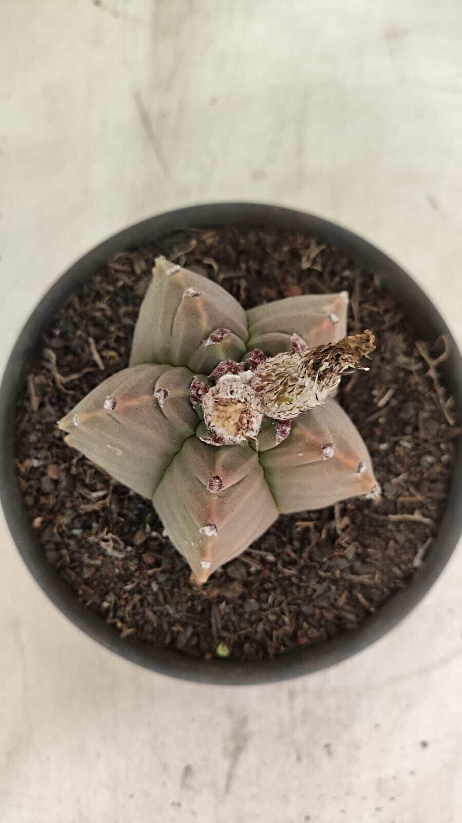 MATRIZ ASTROPHYTUM cv KIKKO Nº 1111 – vaso 15 - foto 3