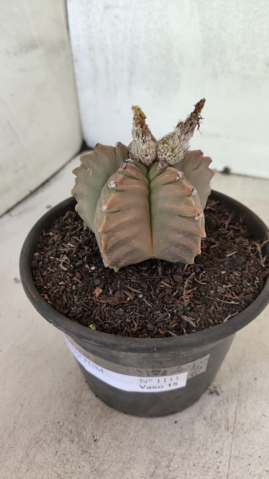 MATRIZ ASTROPHYTUM cv KIKKO Nº 1111 – vaso 15 - foto 6