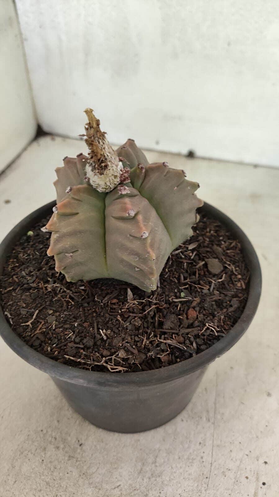 MATRIZ ASTROPHYTUM cv KIKKO Nº 1111 – vaso 15 - foto 7