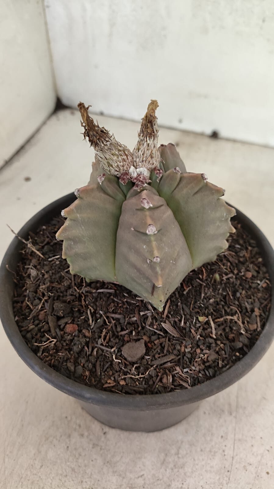 MATRIZ ASTROPHYTUM cv KIKKO Nº 1111 – vaso 15 - foto 8