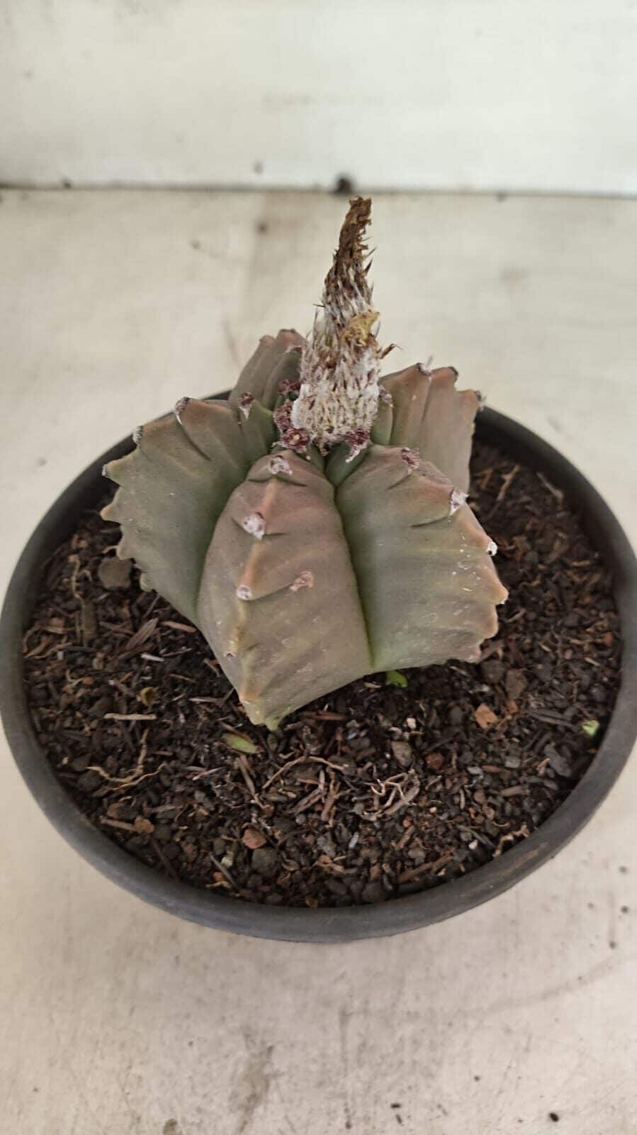 MATRIZ ASTROPHYTUM cv KIKKO Nº 1111 – vaso 15 - foto 9