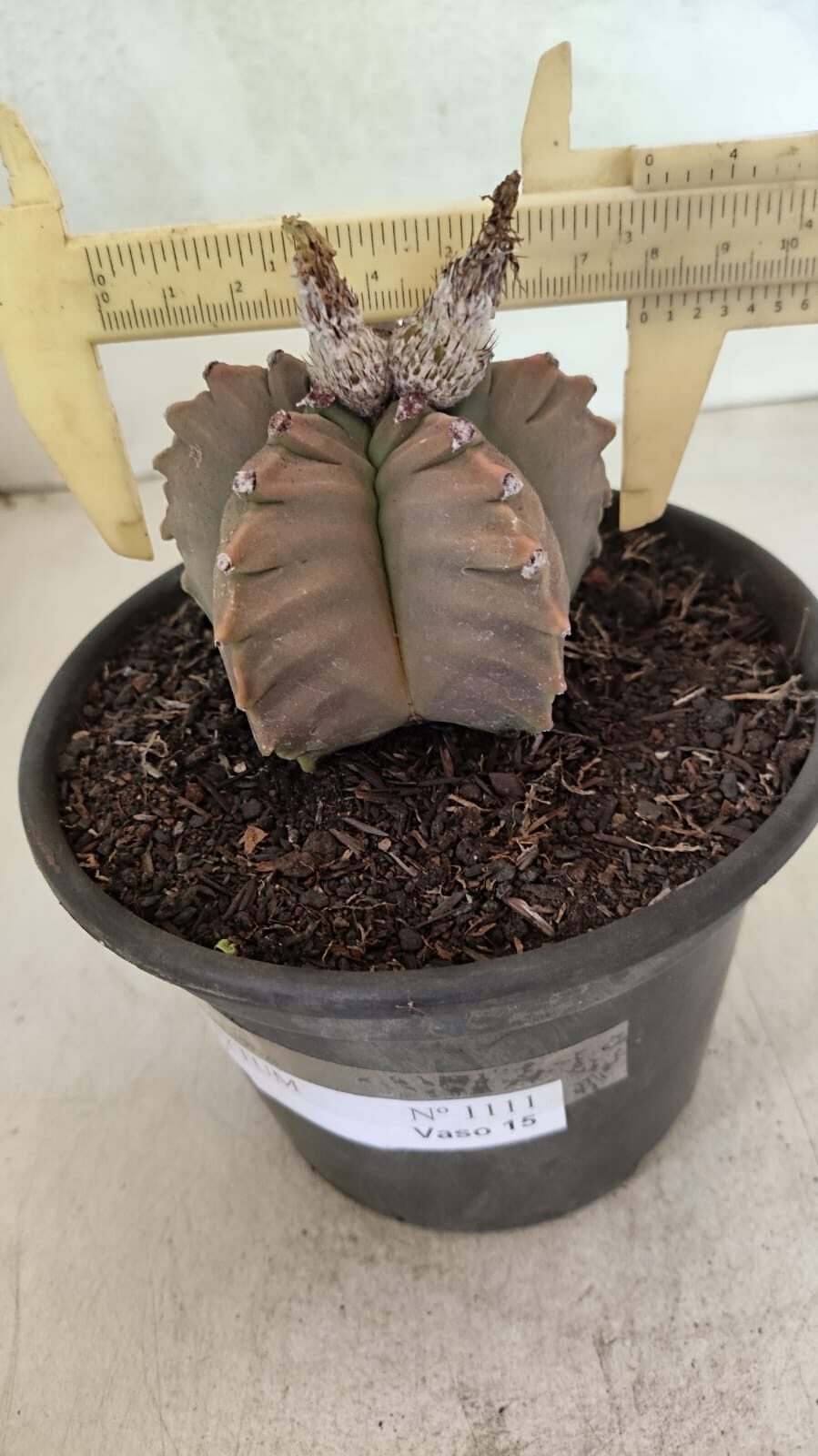 MATRIZ ASTROPHYTUM cv KIKKO Nº 1111 – vaso 15 - foto 4