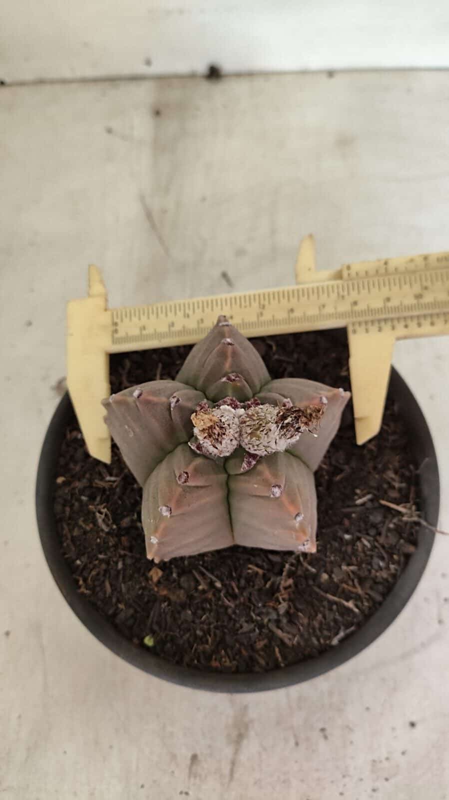 MATRIZ ASTROPHYTUM cv KIKKO Nº 1112 – vaso 15 - foto 5