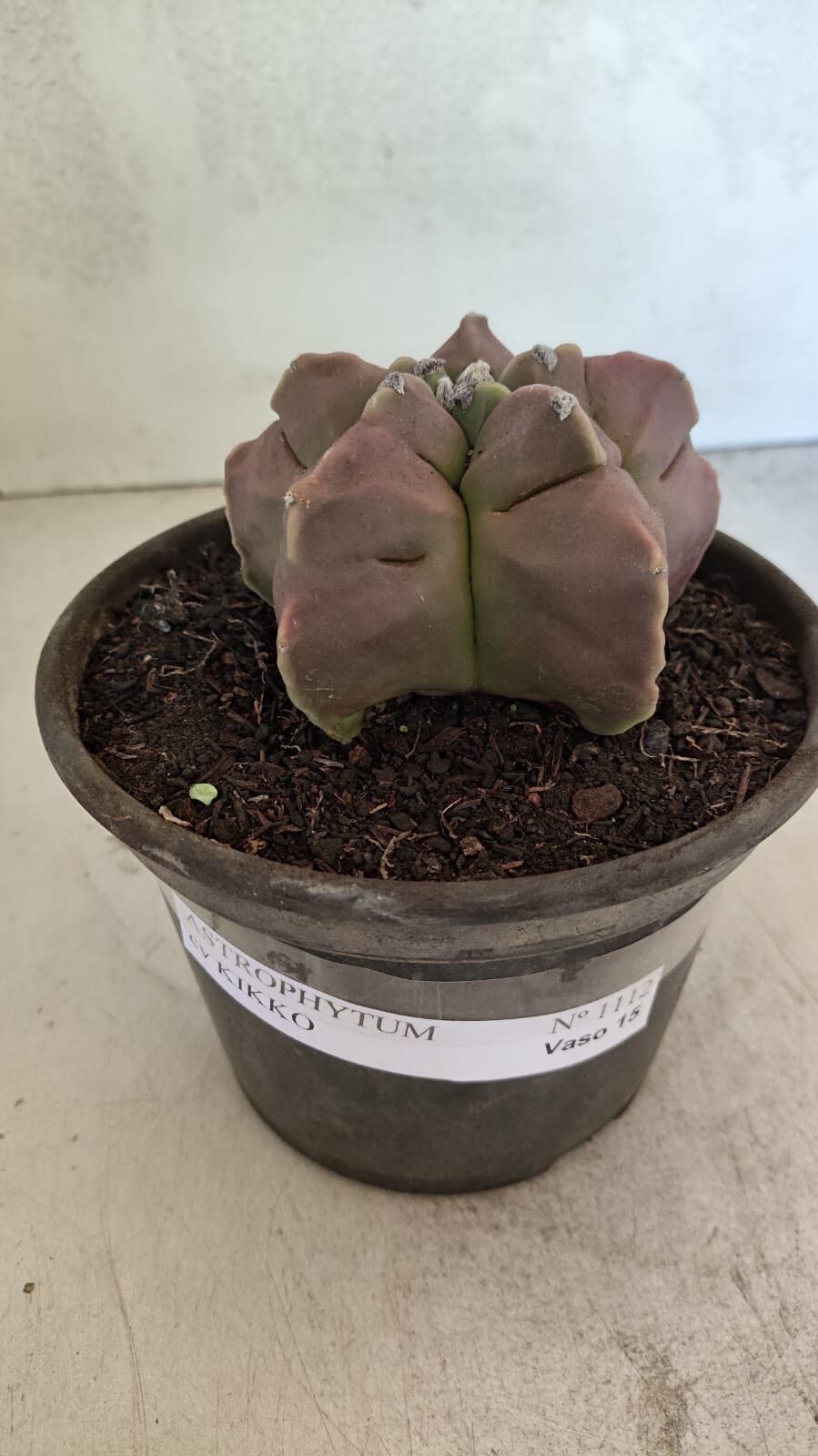 MATRIZ ASTROPHYTUM cv KIKKO Nº 1112 – vaso 15 - foto 2