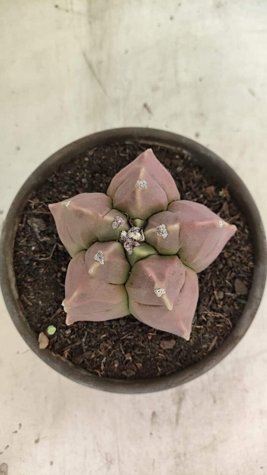 MATRIZ ASTROPHYTUM cv KIKKO Nº 1112 – vaso 15 - foto 7