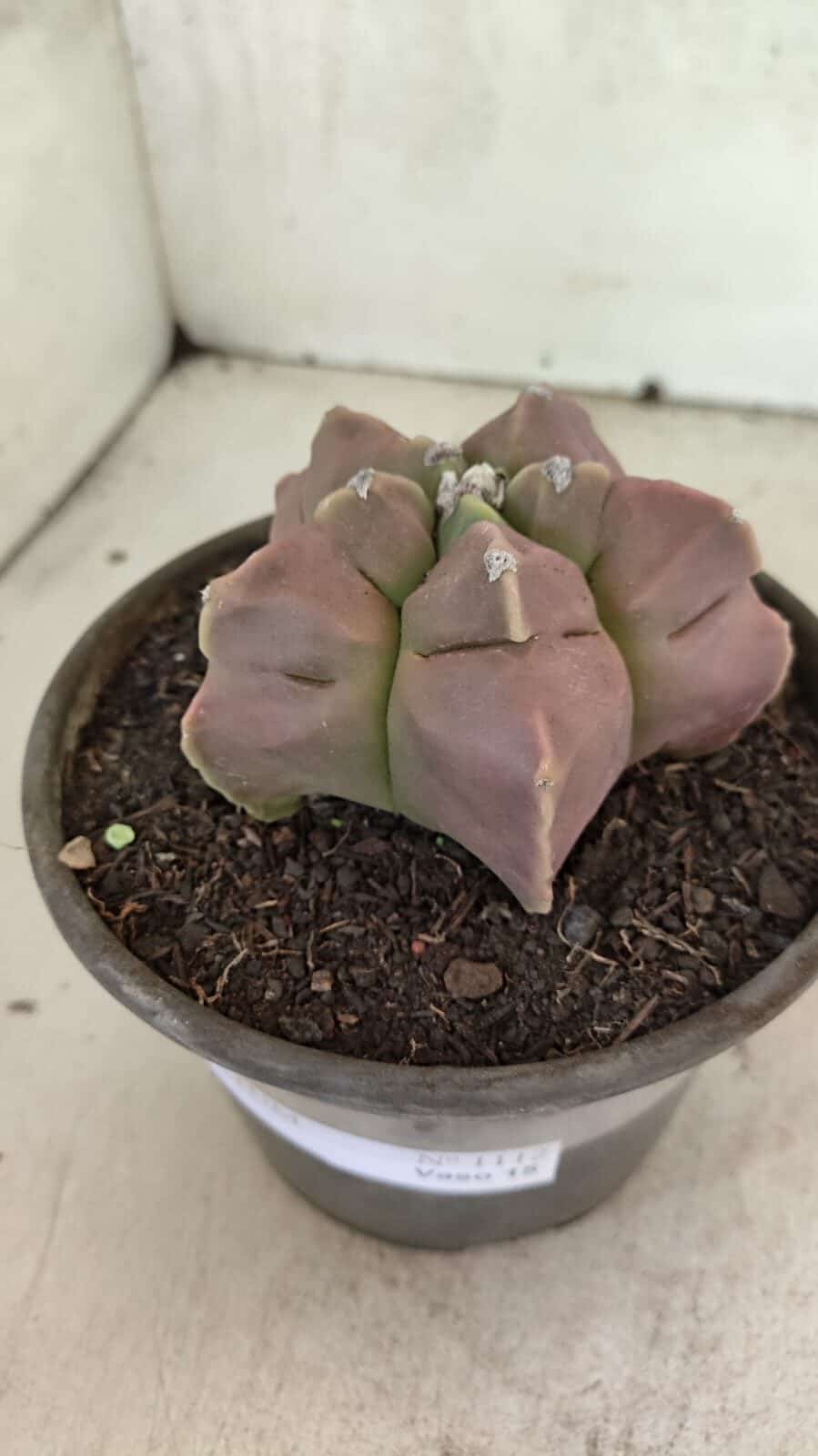 MATRIZ ASTROPHYTUM cv KIKKO Nº 1112 – vaso 15 - foto 8