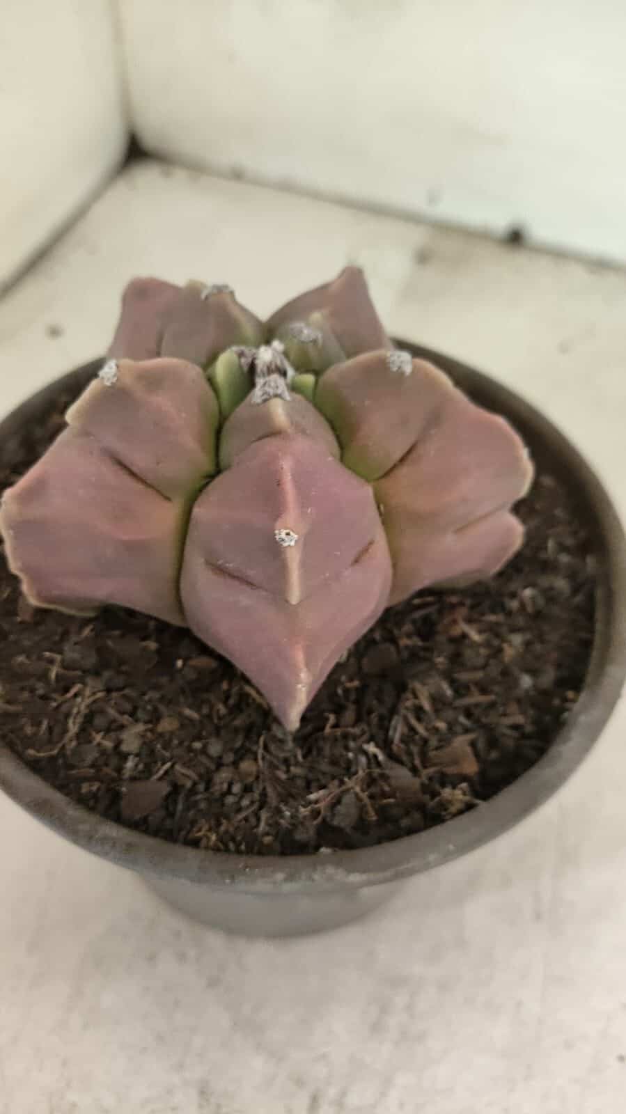 MATRIZ ASTROPHYTUM cv KIKKO Nº 1112 – vaso 15 - foto 9