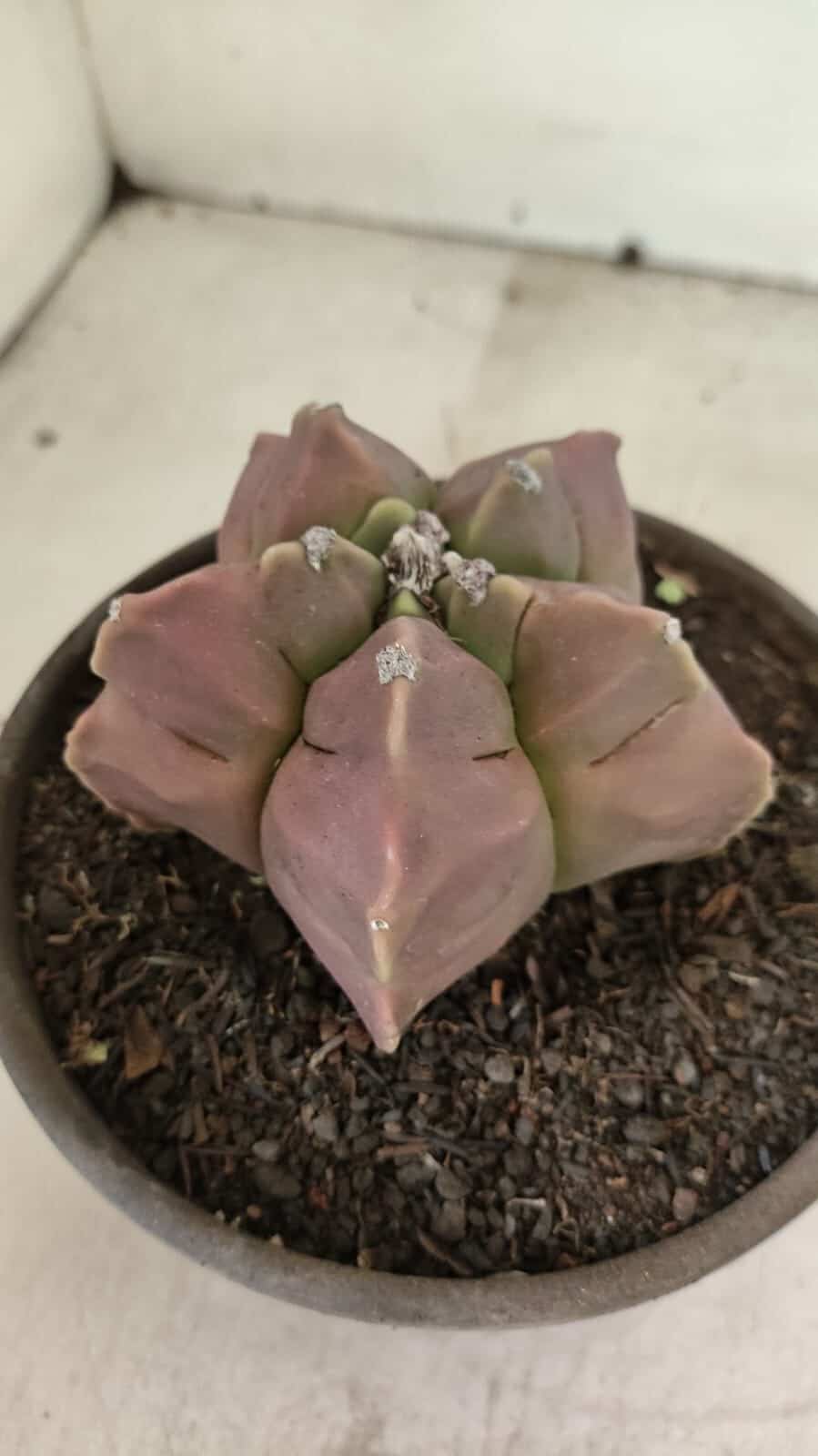 MATRIZ ASTROPHYTUM cv KIKKO Nº 1112 – vaso 15 - foto 6