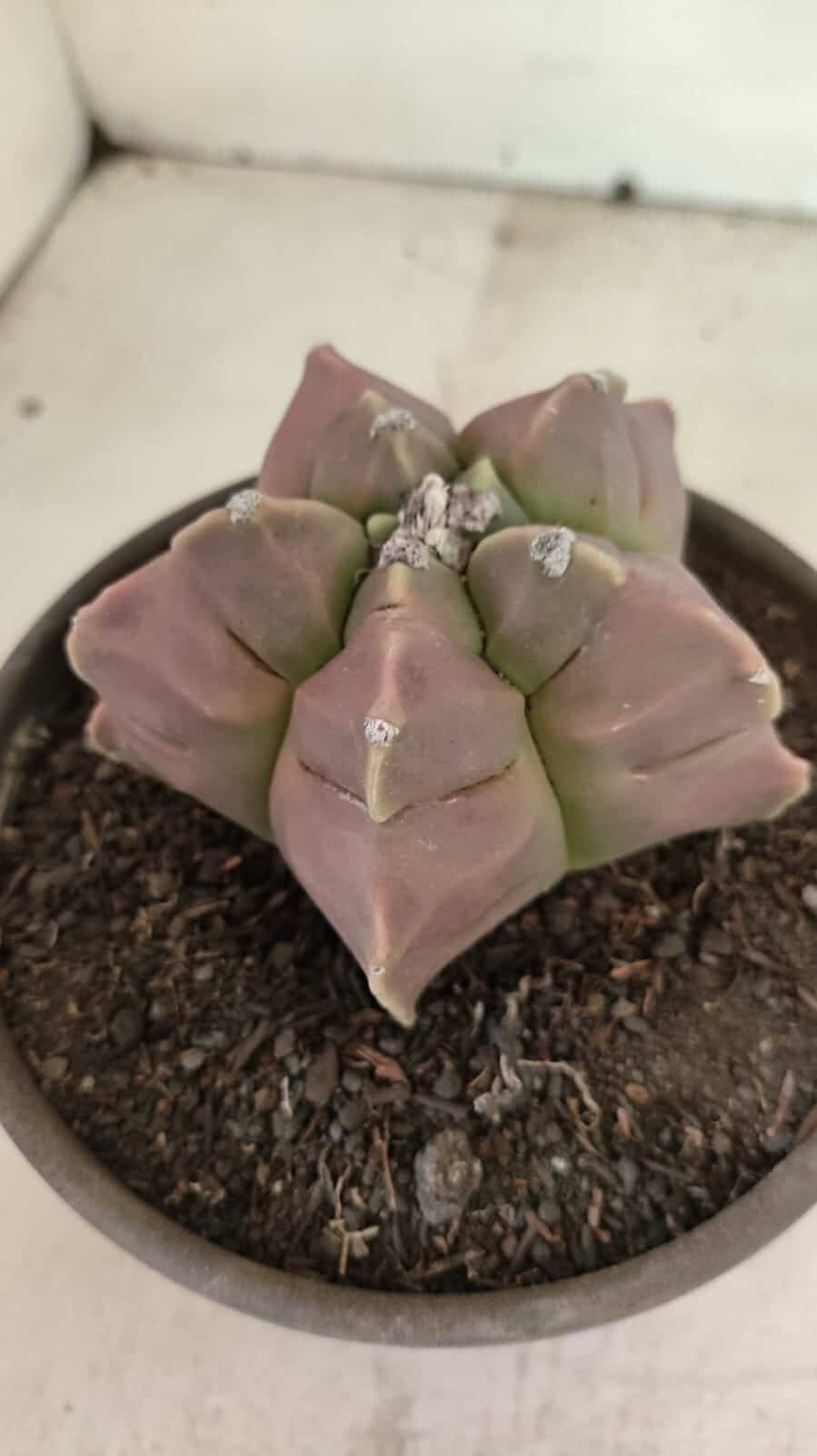 MATRIZ ASTROPHYTUM cv KIKKO Nº 1112 – vaso 15 - foto 10
