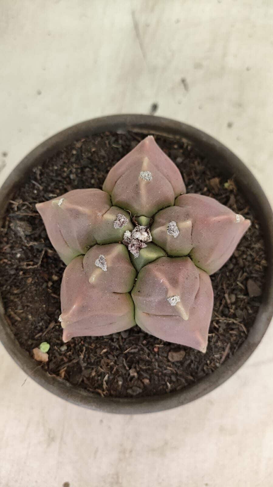 MATRIZ ASTROPHYTUM cv KIKKO Nº 1112 – vaso 15 - foto 3