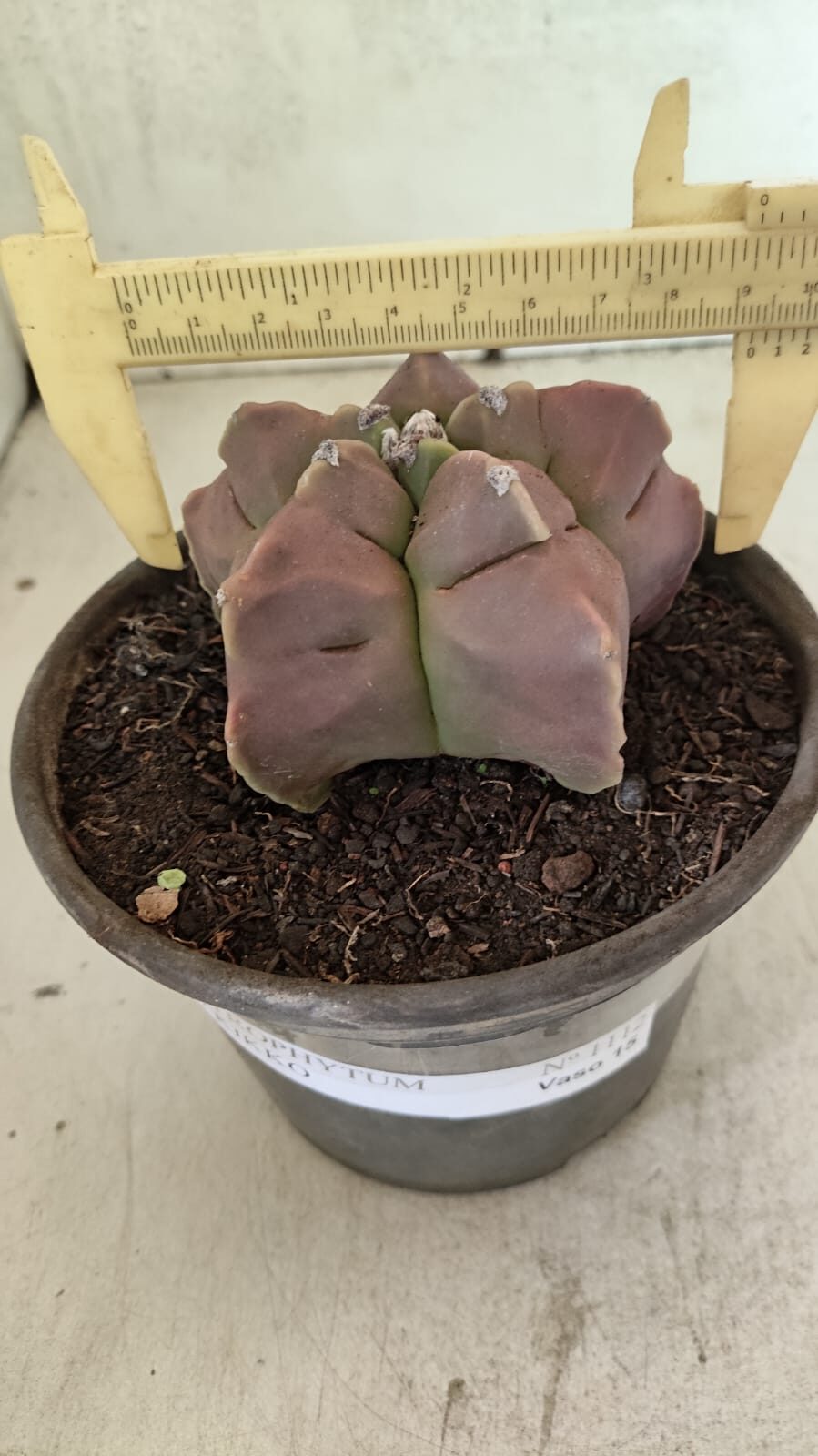MATRIZ ASTROPHYTUM cv KIKKO Nº 1112 – vaso 15 - foto 4