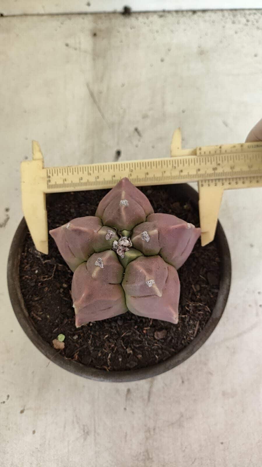 MATRIZ ASTROPHYTUM cv KIKKO Nº 1112 – vaso 15 - Adenium Rosa do Deserto