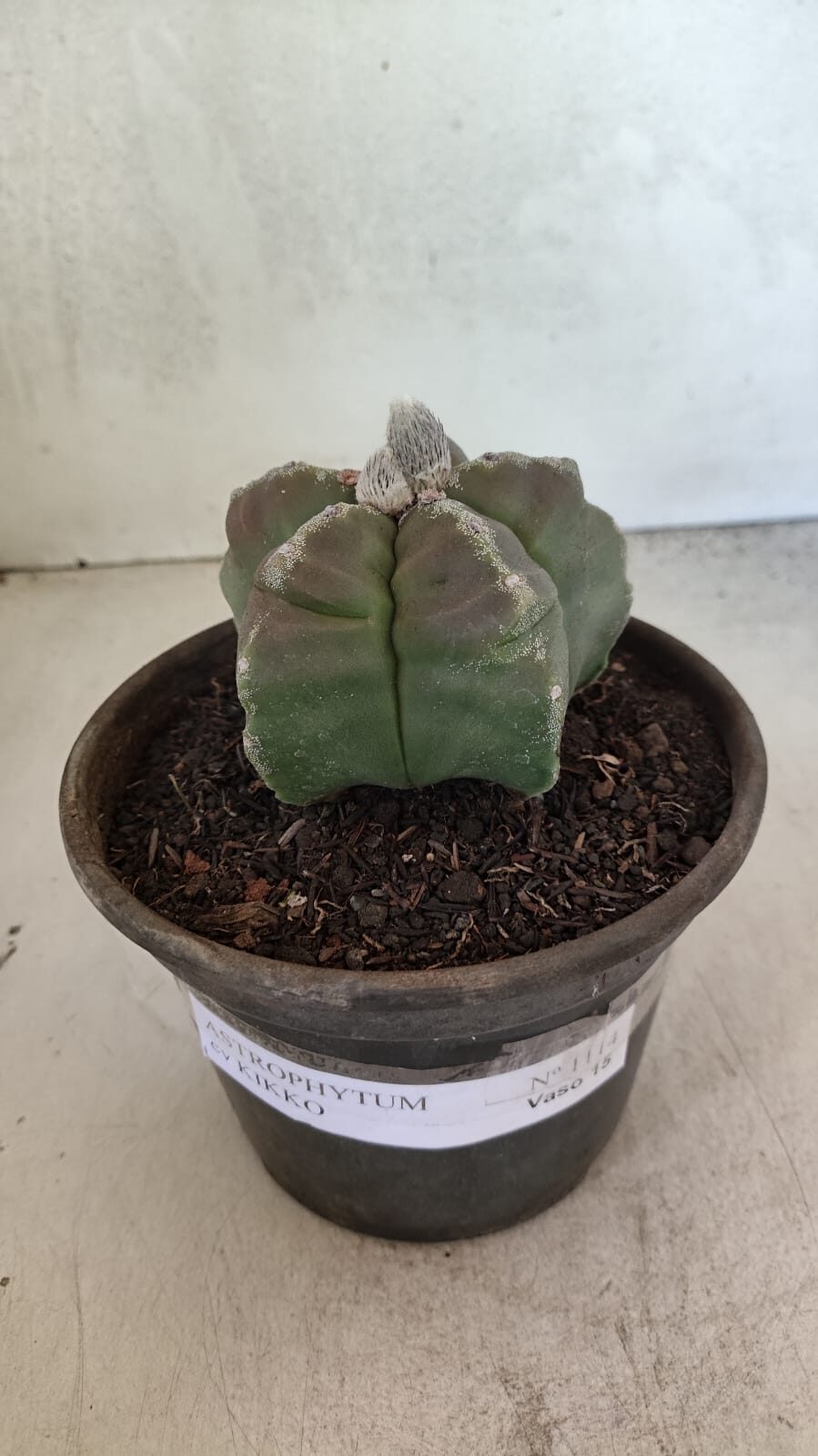 MATRIZ ASTROPHYTUM cv KIKKO Nº 1114 – vaso 15 - foto 2