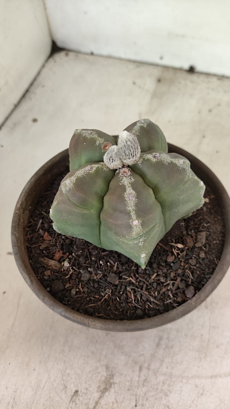 MATRIZ ASTROPHYTUM cv KIKKO Nº 1114 – vaso 15 - foto 8