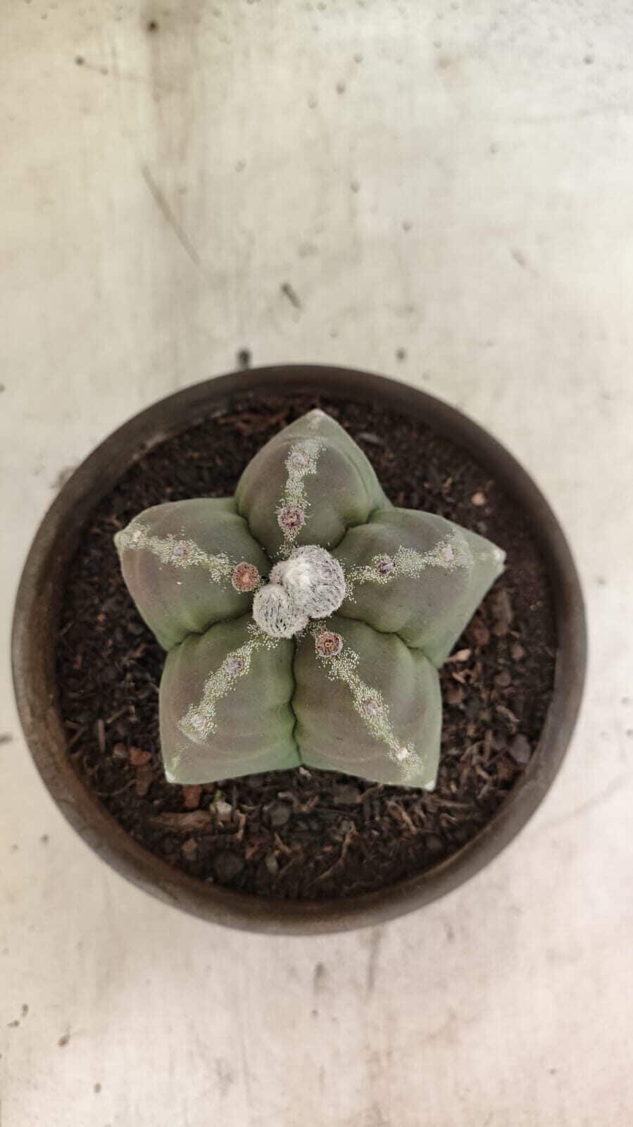 MATRIZ ASTROPHYTUM cv KIKKO Nº 1114 – vaso 15 - foto 7