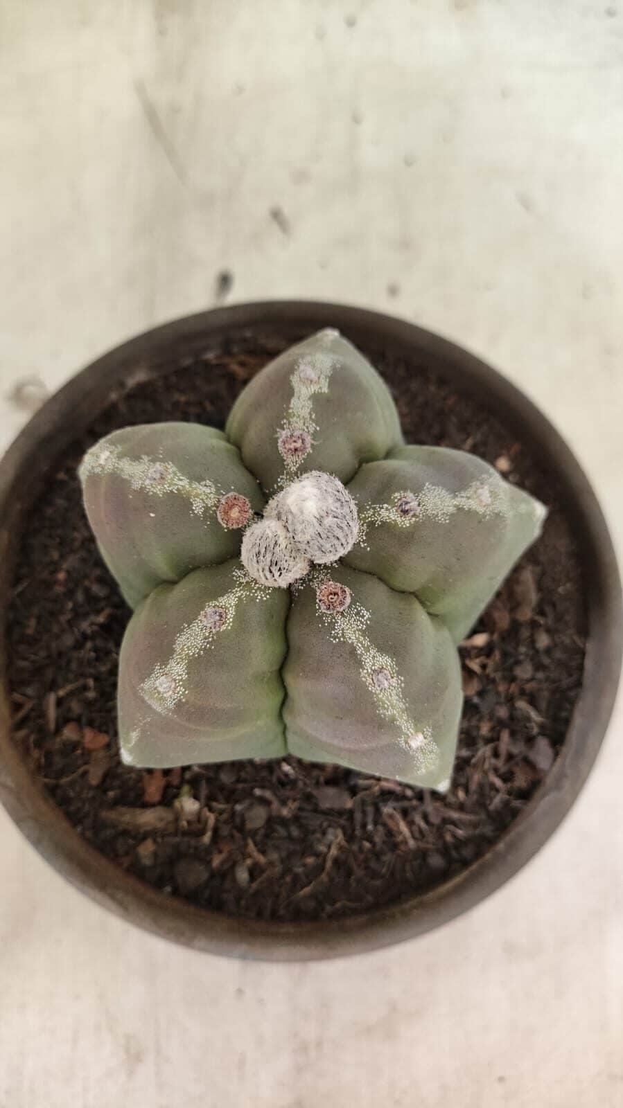 MATRIZ ASTROPHYTUM cv KIKKO Nº 1114 – vaso 15 - foto 3