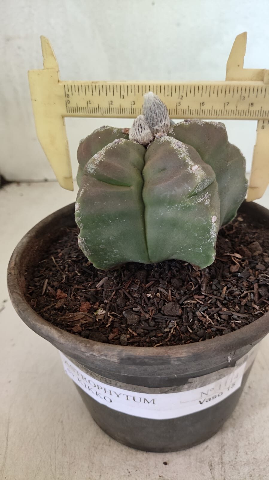 MATRIZ ASTROPHYTUM cv KIKKO Nº 1114 – vaso 15 - foto 4