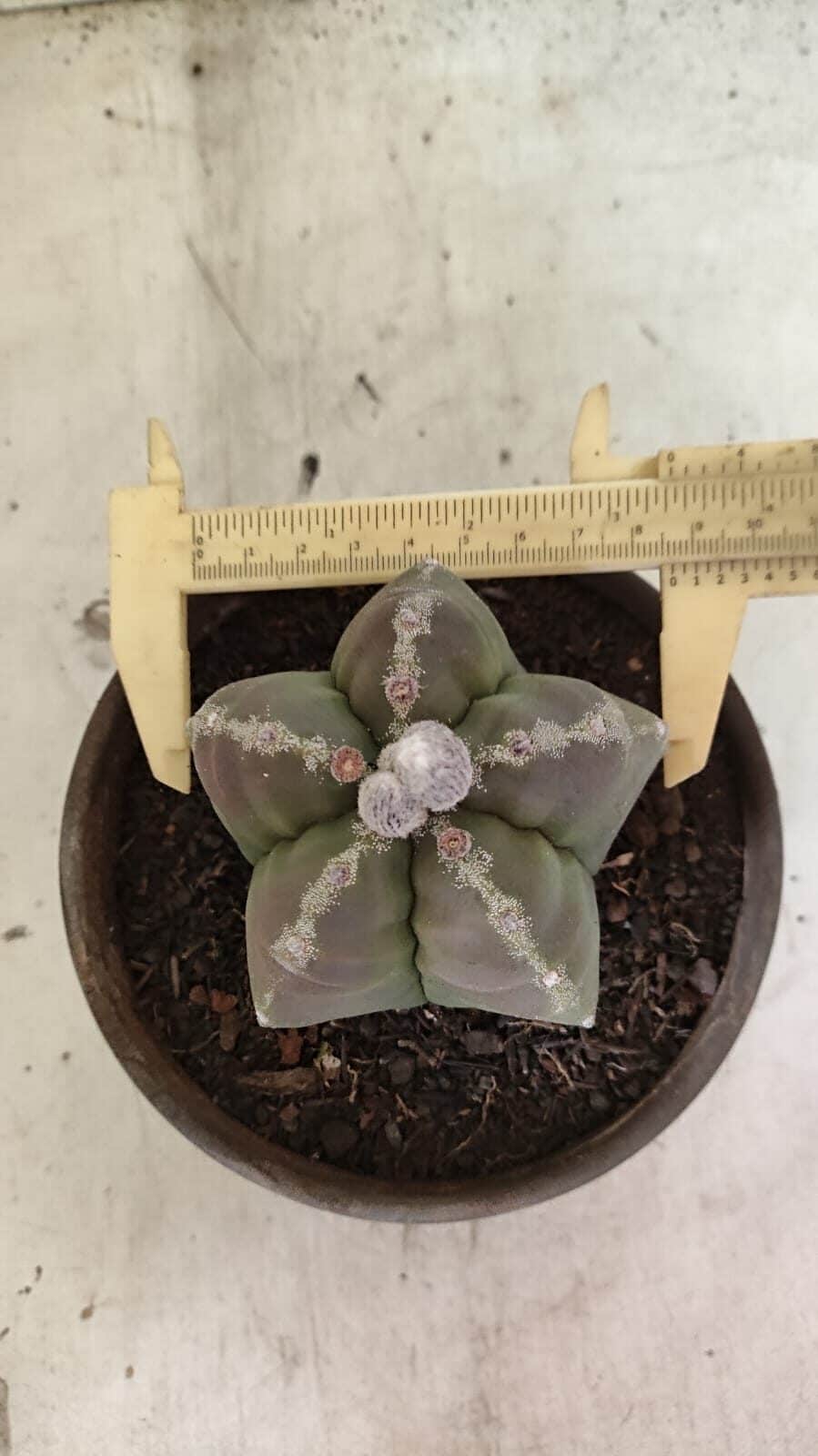 MATRIZ ASTROPHYTUM cv KIKKO Nº 1114 – vaso 15 - foto 5