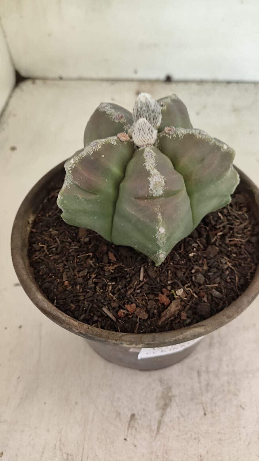 MATRIZ ASTROPHYTUM cv KIKKO Nº 1114 – vaso 15 - foto 10