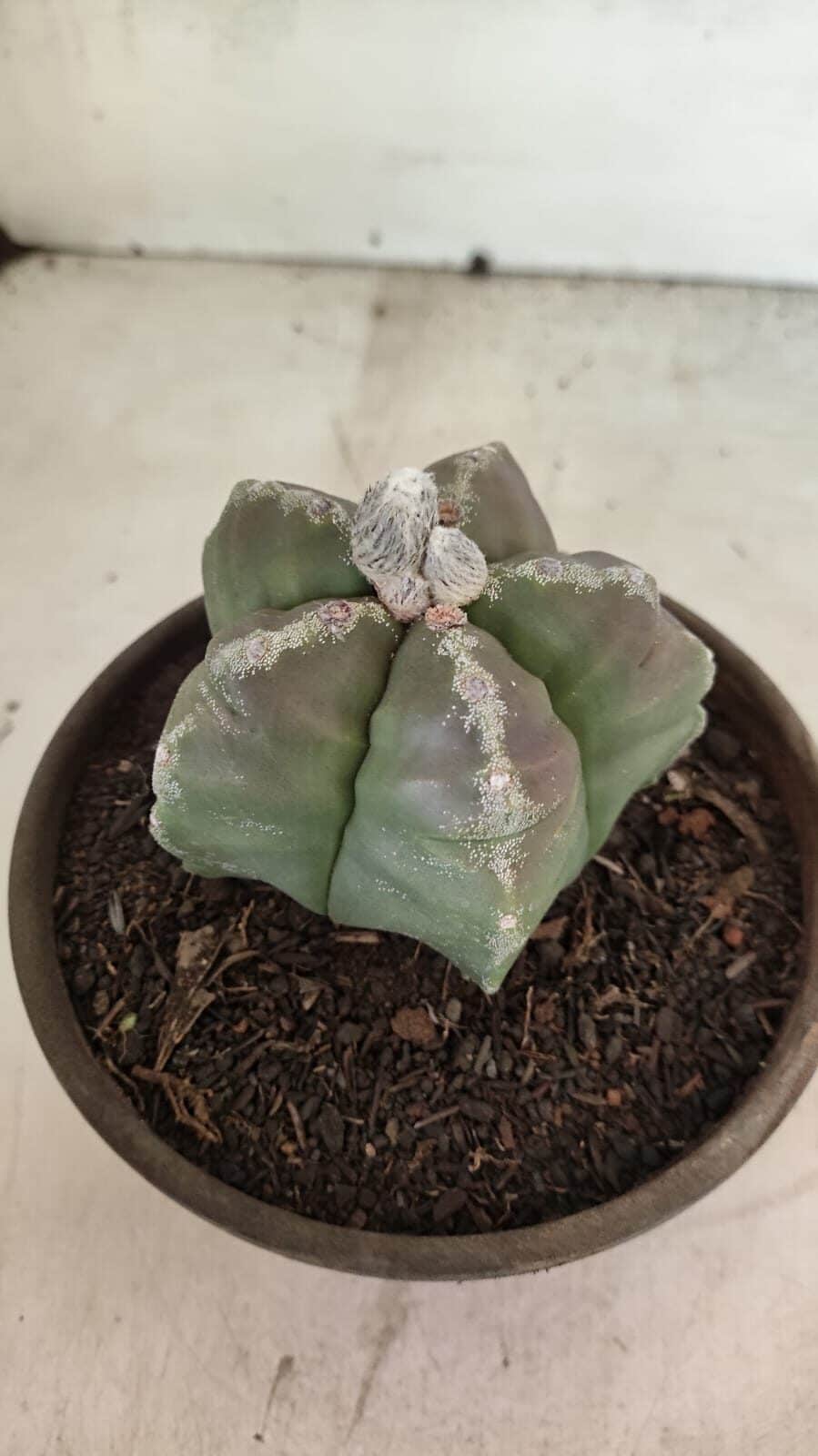 MATRIZ ASTROPHYTUM cv KIKKO Nº 1114 – vaso 15 - foto 9
