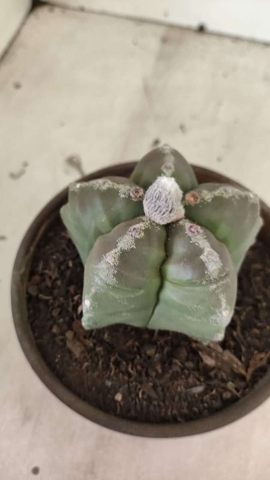 MATRIZ ASTROPHYTUM cv KIKKO Nº 1114 – vaso 15 - foto 6