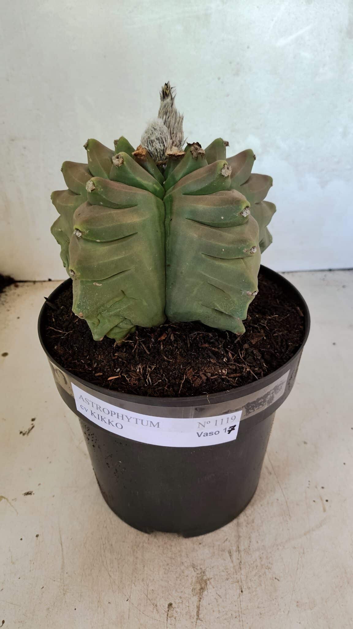 MATRIZ ASTROPHYTUM cv KIKKO Nº 1119 – vaso 17 - foto 2