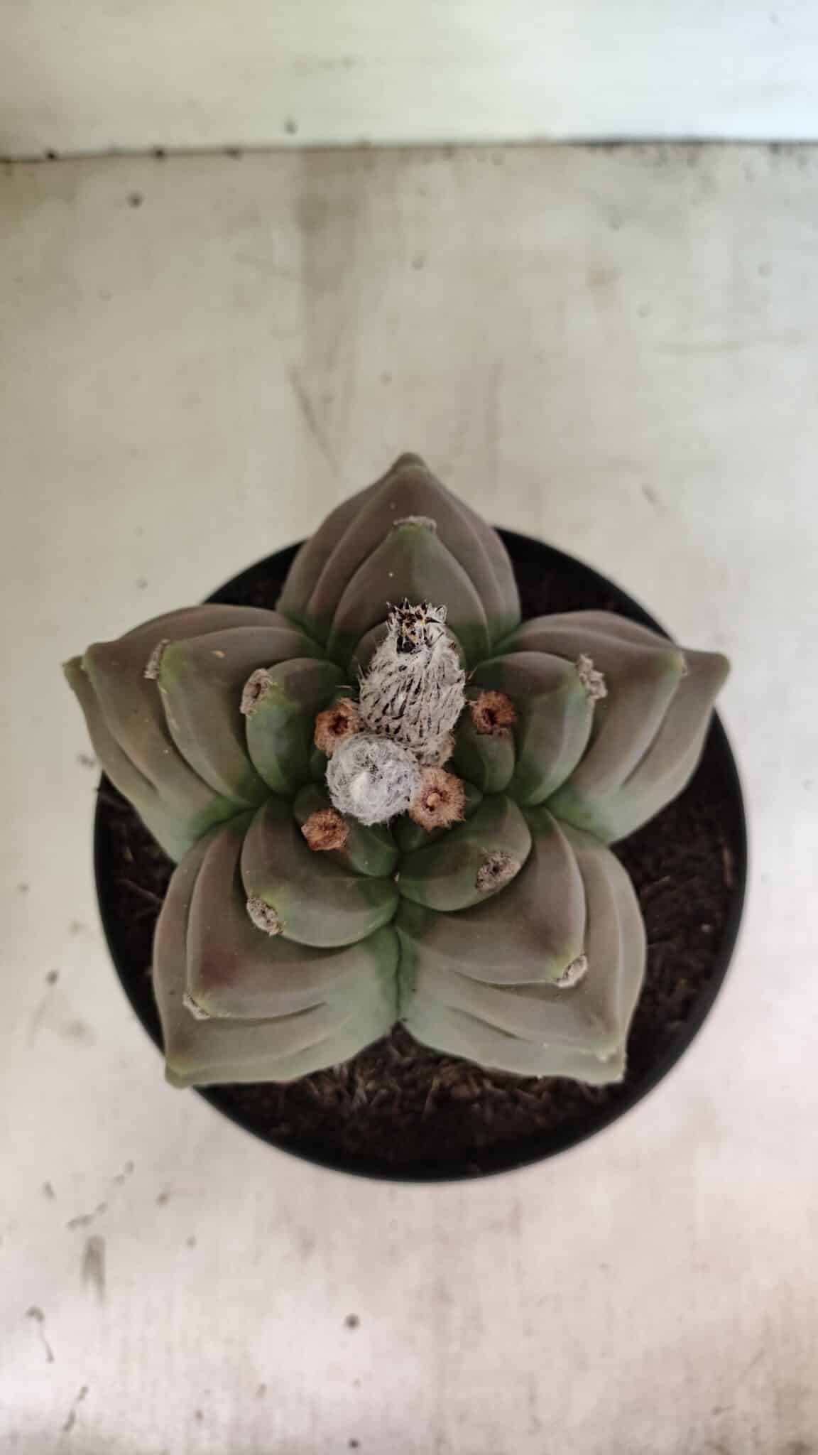 MATRIZ ASTROPHYTUM cv KIKKO Nº 1119 – vaso 17 - foto 3